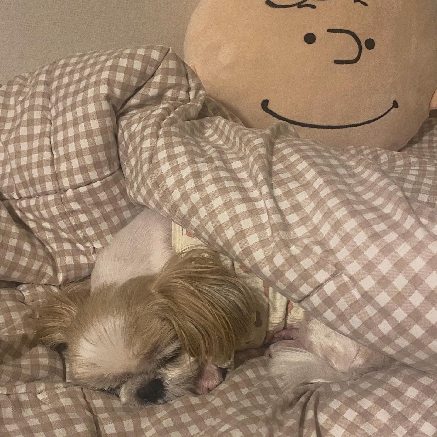 #벼리꼭지
우리 집에 자러왔뉘? 

.
.
.

#내동생벼리꼭지 #벼리 #⭐️