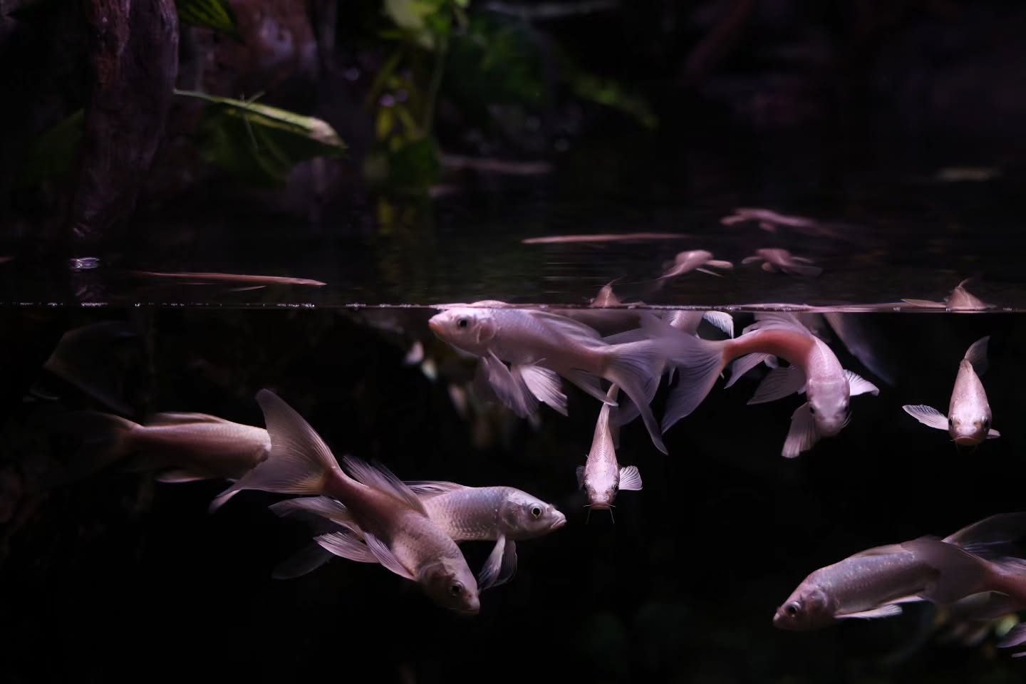 #아쿠아리움 #잠실 🐠🦦
.
수족관에 갔따ㅏ.
상어가 물꼬기를 자바머글까봐
걱정을 했따.
.
#인간이미안해
#나의사진이야기 #사진소통 #사진에미치다 
#캐논r6mark2 #100_400mm #canonkorea