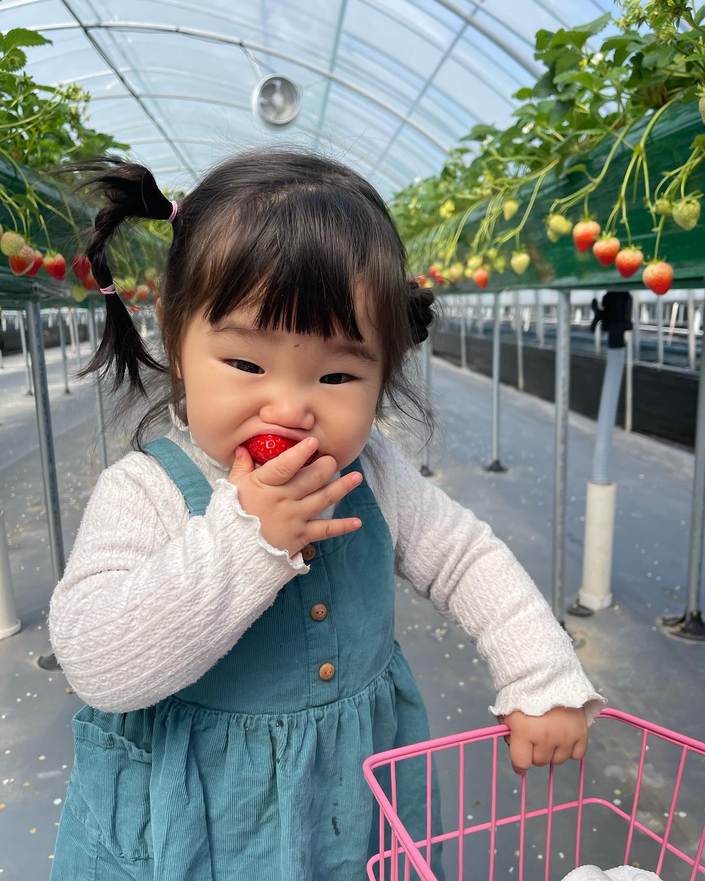 딸기먹는걸 제일 잘하는 우리 토리 🍓
딸기를 얼마나 많이 먹었는지 윤설이 방에 딸기냄새가 가득했던날!