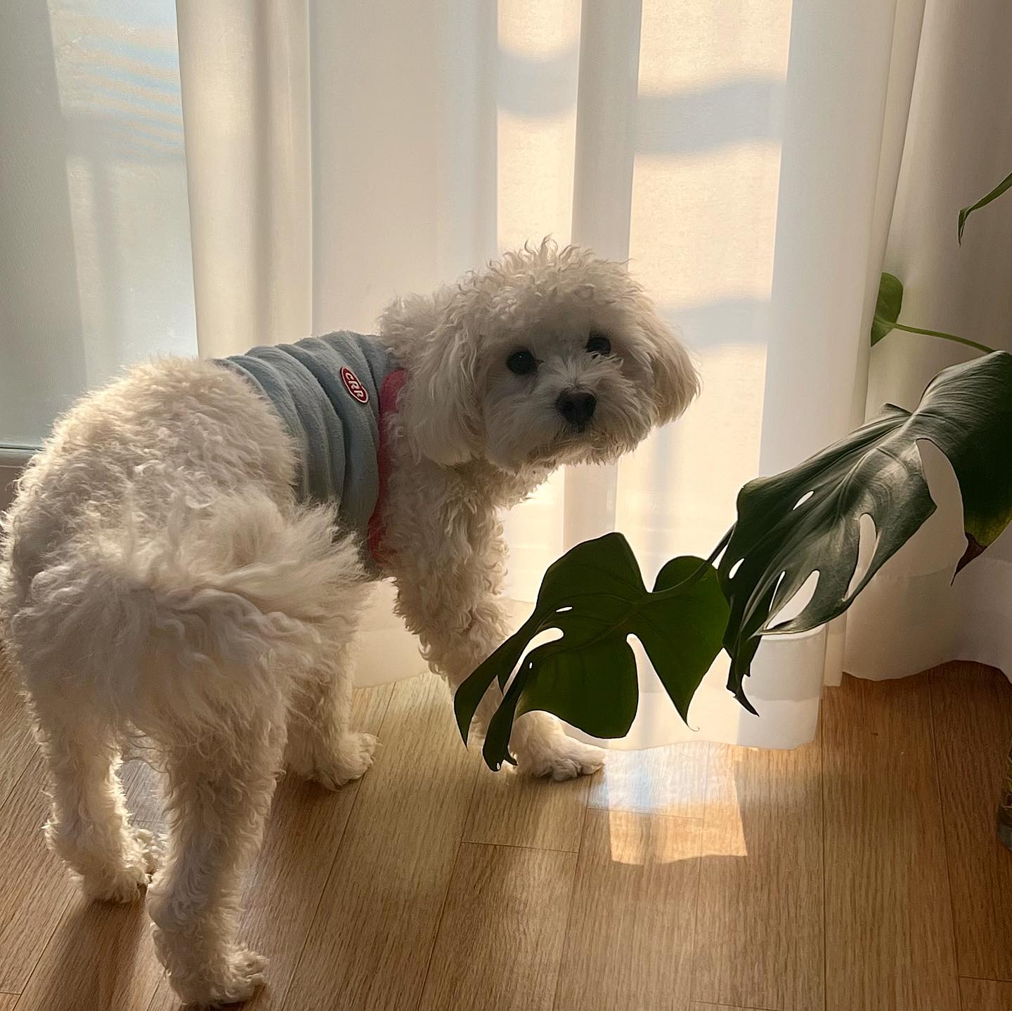 이제 2살 됐다고 자기주장을 아~주 뚜렷하게 표현한다. 
귀여우ㅓ🩵🐻‍❄️
.
.
#반려견 #말티푸 #멍스타그램 #견생 #멍멍이 #사랑해 #lifestyle #life #happydog #love #family