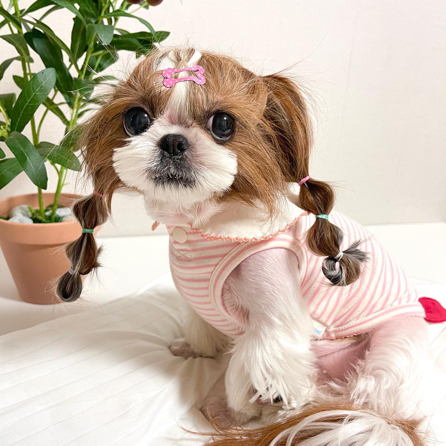 귀여워 내시끼💕

#베리🐶