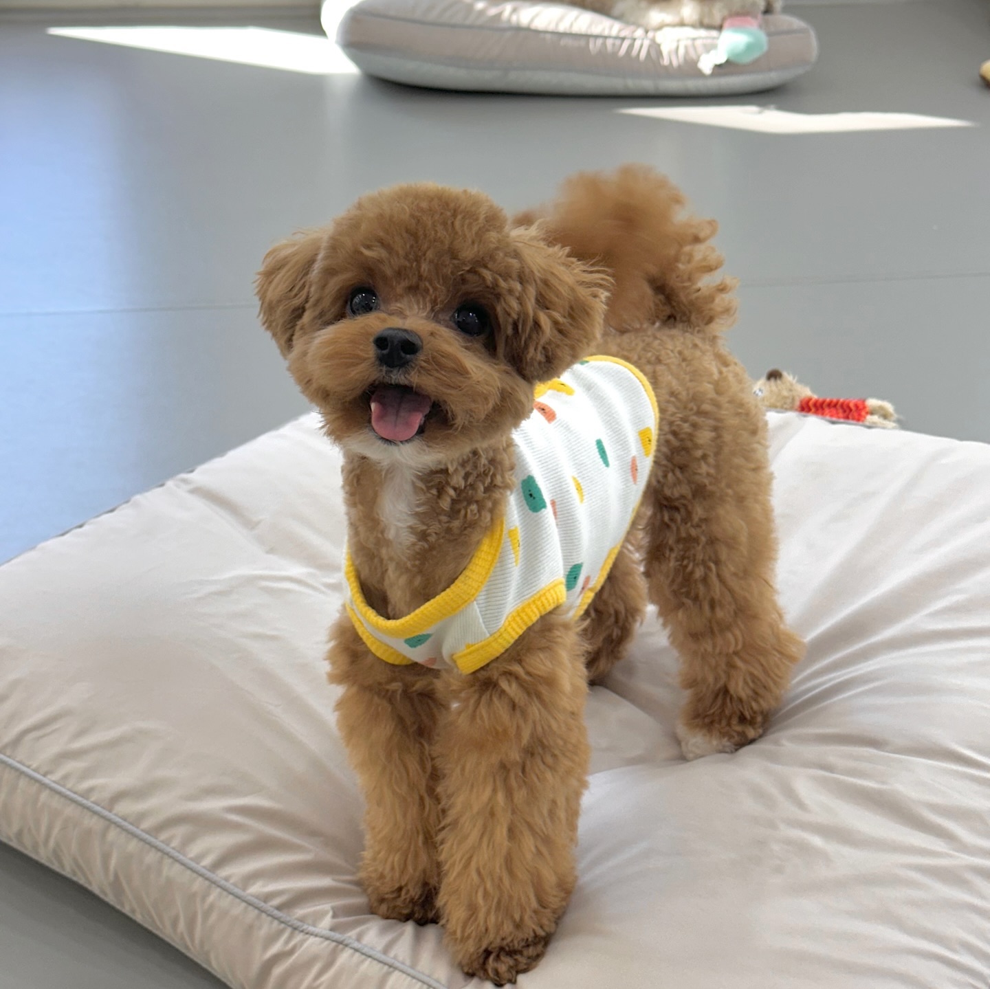 댕치원 갓벽적응 완료 🍀
doggycrew_anyang 

#멍스타그램#말티푸#일상