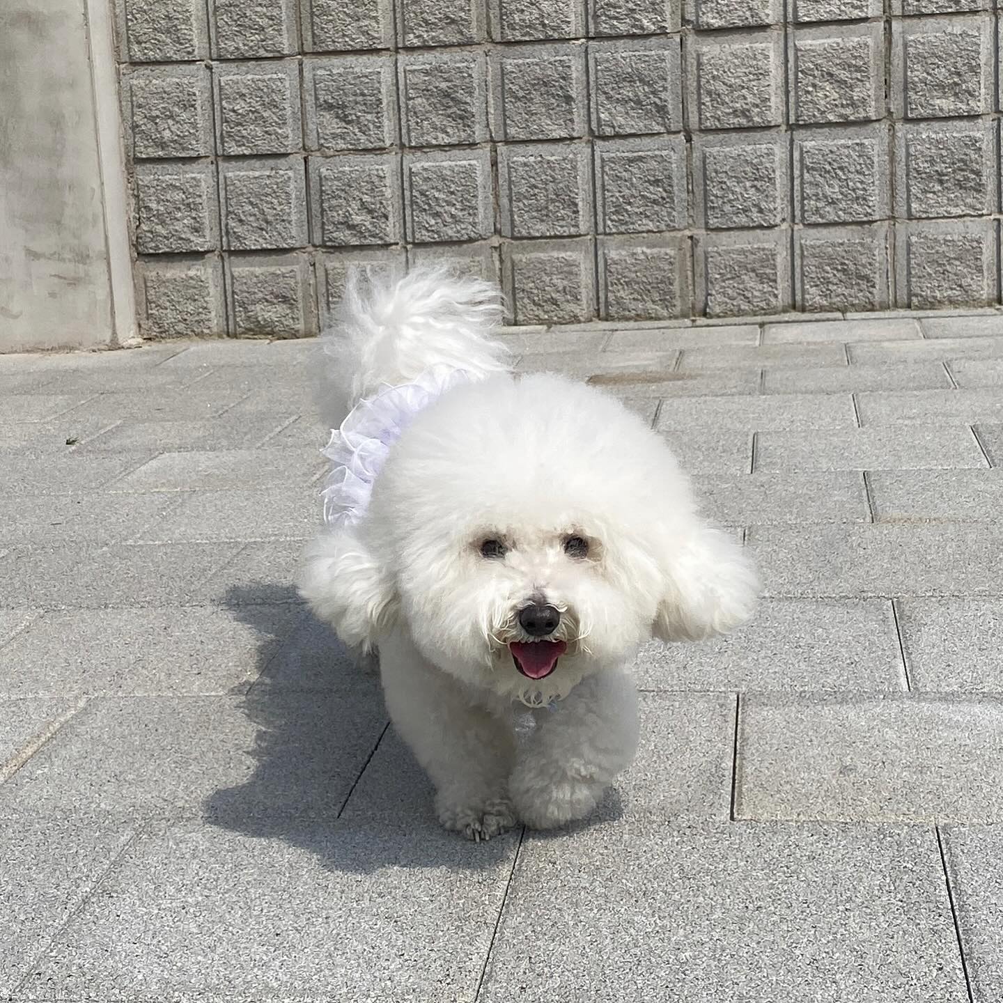 누나가 바빠서 인수타를 못해떠여.... 오ㅉㅣ 잘 지내요오 🐶🤍

#비숑 #비숑프리제 #미니비숑 #비숑타임 #댕댕이 #강아지 #강아지모델 #애견  #댕댕이일상 #🐶 #일상 #반려견 #반려견소통 #반려인 #오늘의강아지 #dog #こいぬ #애견동반 #애견동반카페 #애견카페 #강아지동반 #산책 #비숑미용
