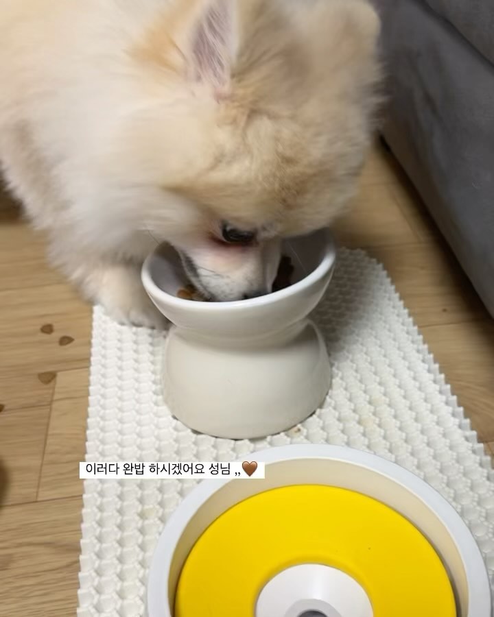 우늘도 마싯는 식사야따 💨
자기들도 오늘 맛저 햇슈??🩷🩷
 
얘두라 난 요즘 인생 밥을 찾았단 말이쥐,, 
그래서 살이 많이 쪄땨 히⌯’▾‘⌯ 

내가 오늘 먹은 밥은 !! ##제일펫푸드 #IR울트라스킨케어 이고야 

호두 눈물자국으로 고생 좀 했는데 이거로 밥 바꾸고 옅어진 고 가태👀👀

눈물자국이나 피부병으로 고생하는 친구들, 입맛이 까다로워서 사료 유목하는 친구들에게 추천해!!!! 함 잡사봐🤎🤎

#협찬 #제일펫푸드 #IR울트라스킨케어 #강아지피부병 #강아지눈물자국