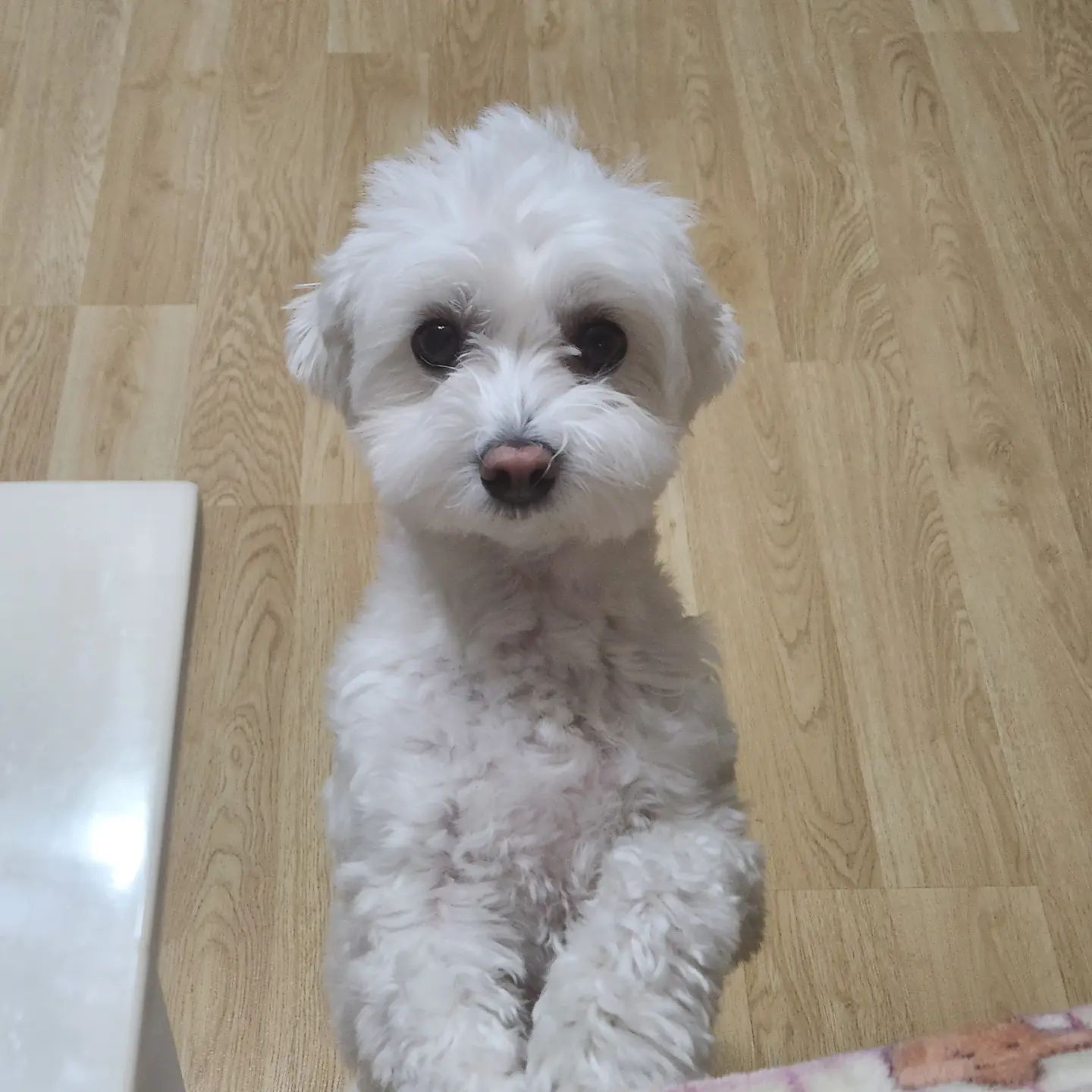 내놔라!