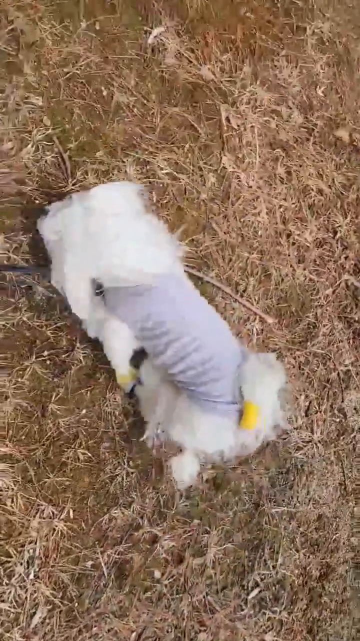 찬바람 너도 싫잖아~

따뜻하고 바람없는 집에서 #💩 싸 쫌!

내가 놓친 에취 또 있나..?🤧 ㅎㅎ

#이식이의삼💩
#이패턴소듕해
#슬기로운배변생활
#바람아
#니가이기나내가이기나
#니가진듯해
#눈치없는재채기
#🤧