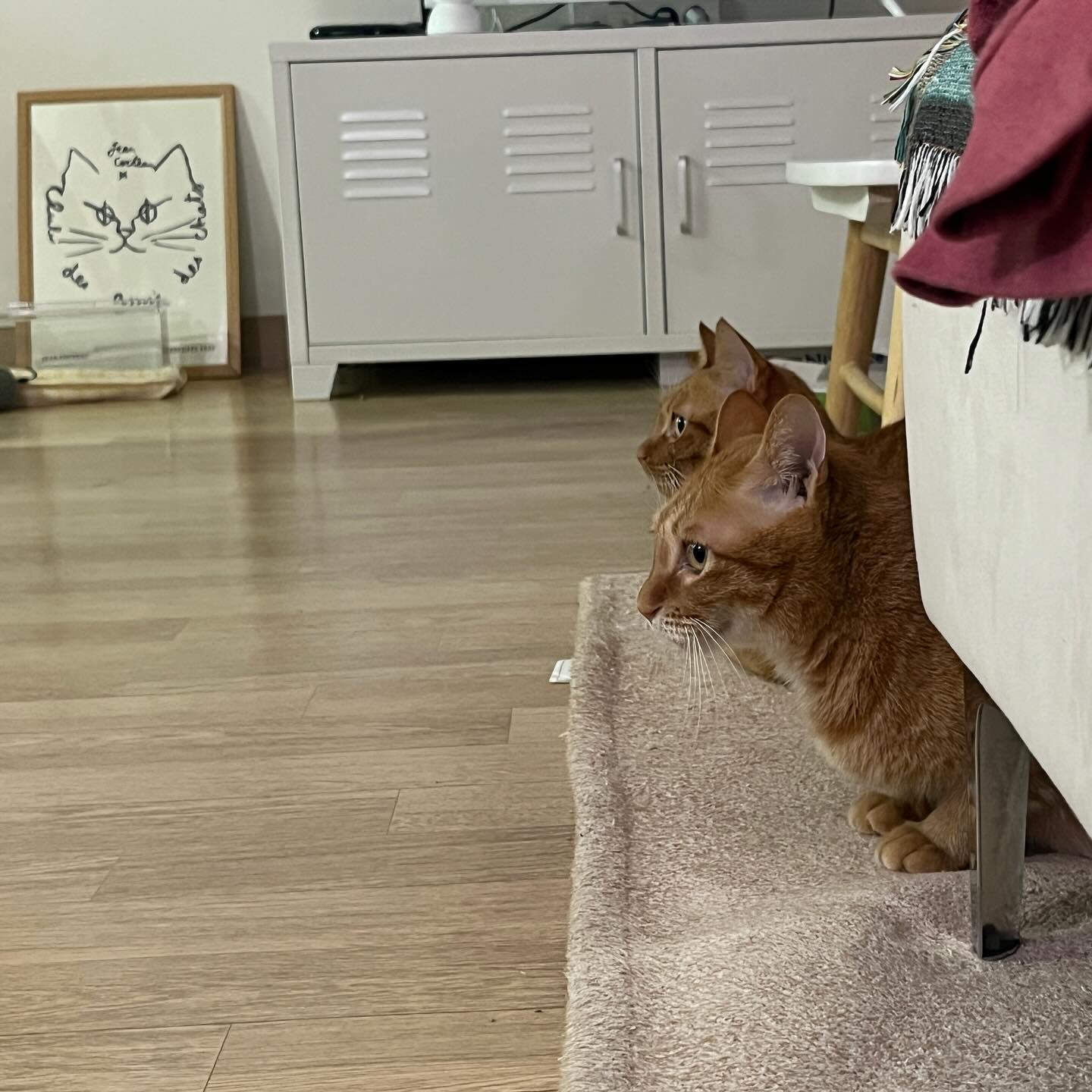 옆모습 미묘 고앵이🐱🐱🫶(feat.3고양이다옹)