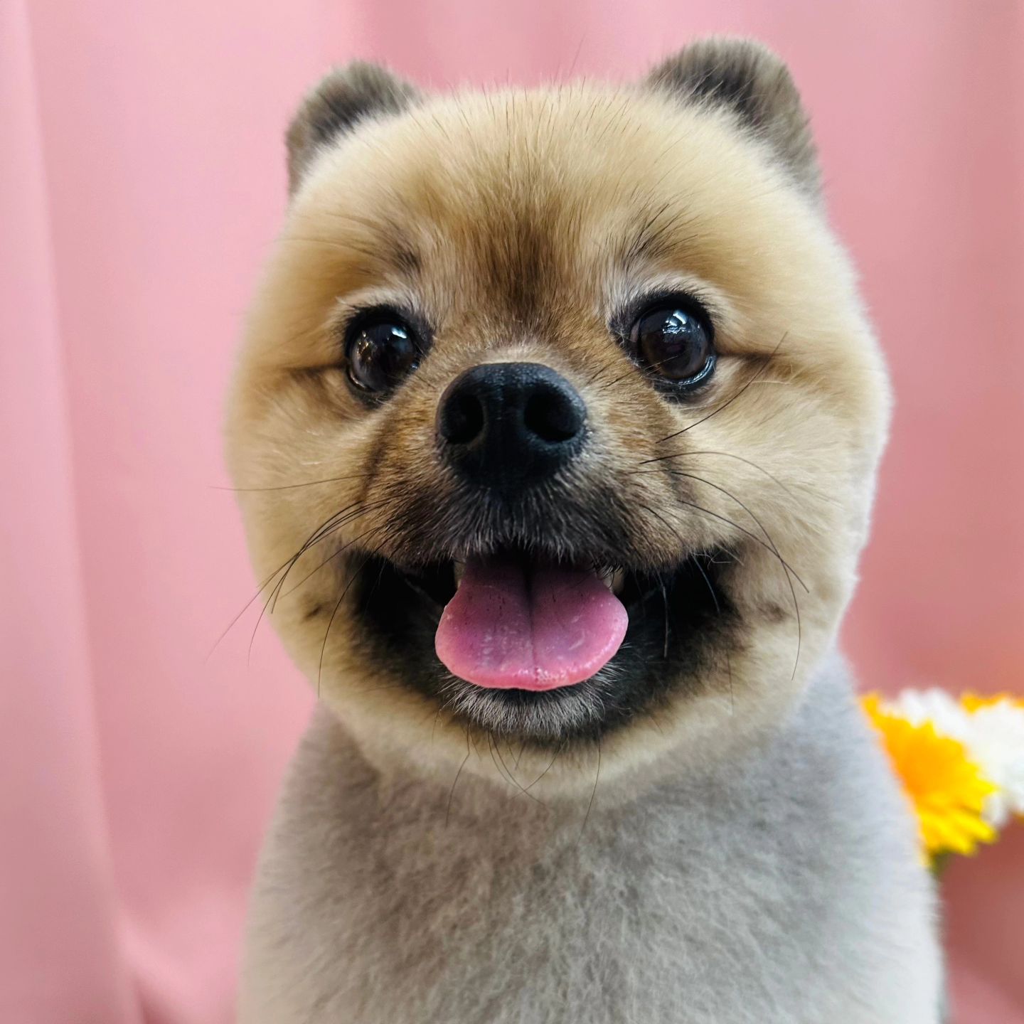 더워서 깔꼼하게 변신 😎
묭해서 더 이뻐졌자나 !!!!!!
물개인가 곰돌이인가 포메인가 🐶

뭐 어때 이렇게 귀여운데 🫶🏻🫶🏻🫶🏻🫶🏻🫶🏻

#강아지미용 #포메미용 #포메곰돌이컷
