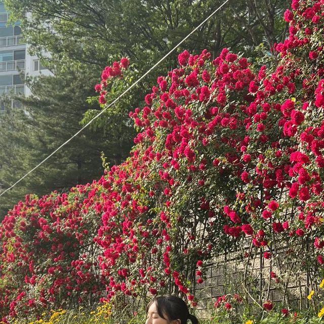 긍정효 on Instagram: ". 행복한 맘 10장 가득🌼🌹🐶🫠 . . . . 장미랑 금계화가 너무 예쁜 곳😉 #청주 #청주가볼만한곳 #주말데이트"