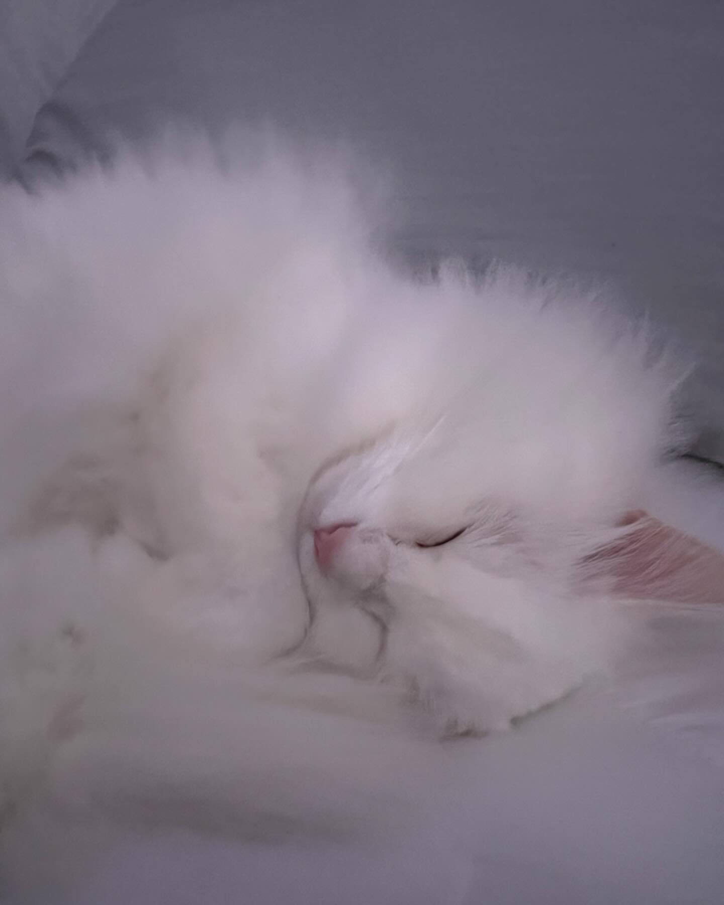 다들 안녕히주무세요💖
편안한 밤되세요~🎀

#goodnight
