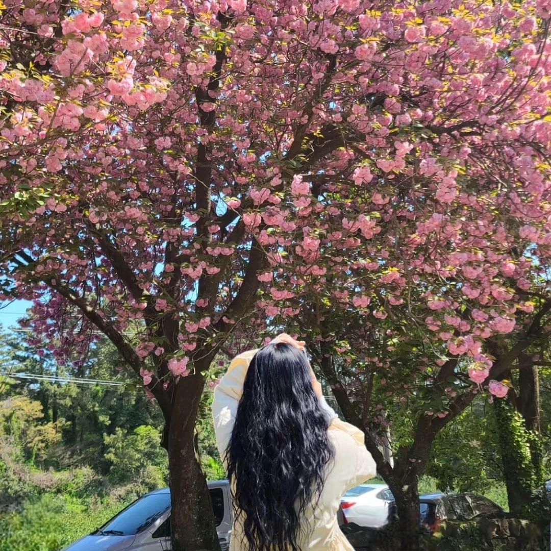 드디어 나도 제주에서 겹벚꽃···🥹🌸