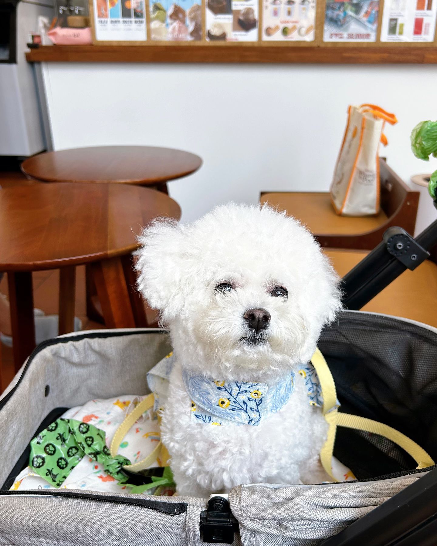 🩵

퇴근하고 울애기랑 불금보내기🩵
저장해놨던 카페 발도장 콩🐾
요즘 원래 애견동반 되던 곳도
하나둘 불가로 바뀌고 있어서 한 곳 한 곳
더 귀해지고 있는데,,
애견동반 가능하다고 해주셔서 감사히 입장🥹
갠적으로 녹차도 좋지만 찐한 말차를 좋아하는데
찐하고 꾸덕한 말차초코도 올라가서 좋아따🍵💚
먹느라 음료 사진 깜빡했네,,,, 😔
담에는 다른거 먹어봐야징😌🩵