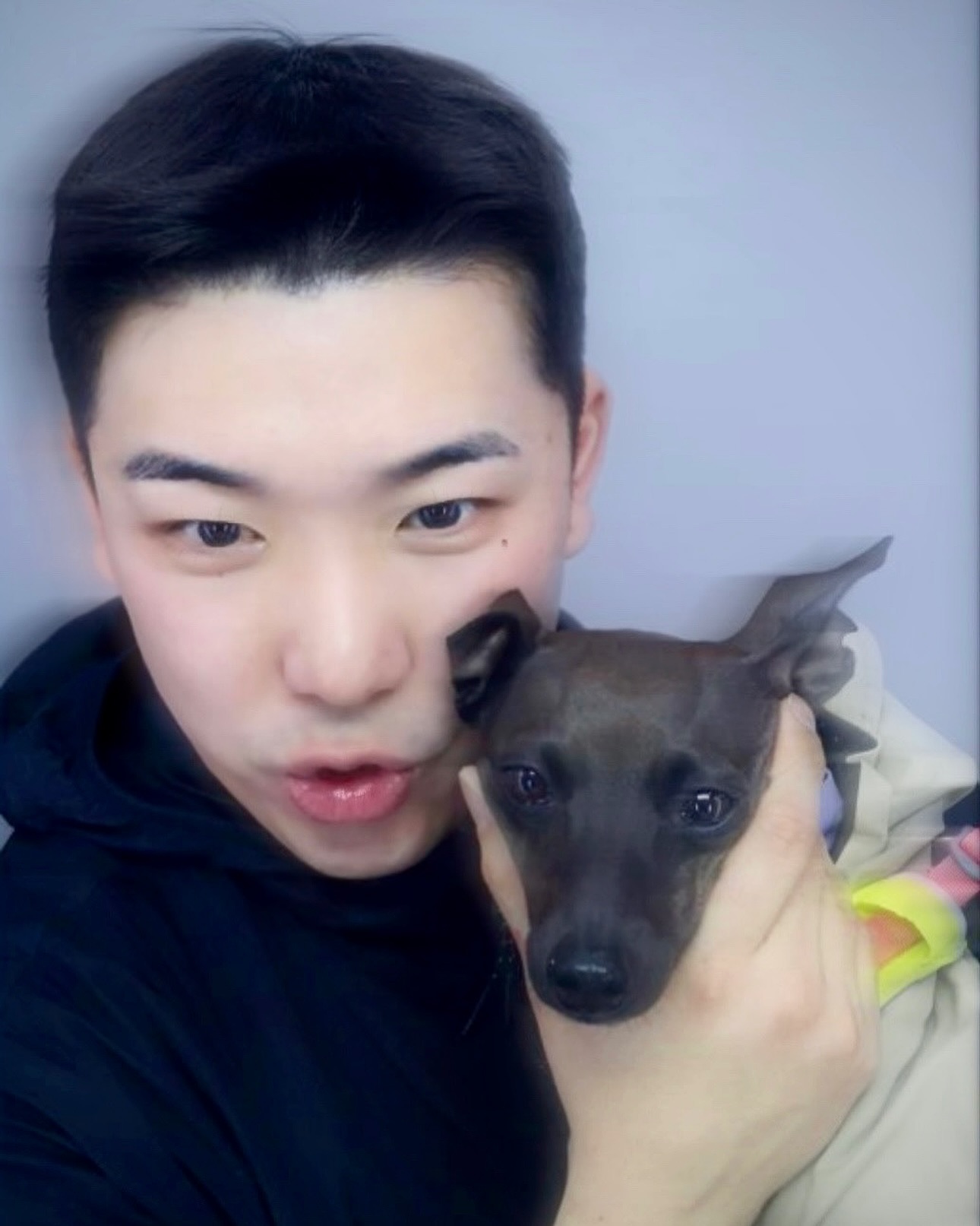 킹받네 
#아이쥐 #이탈리안그레이하운드