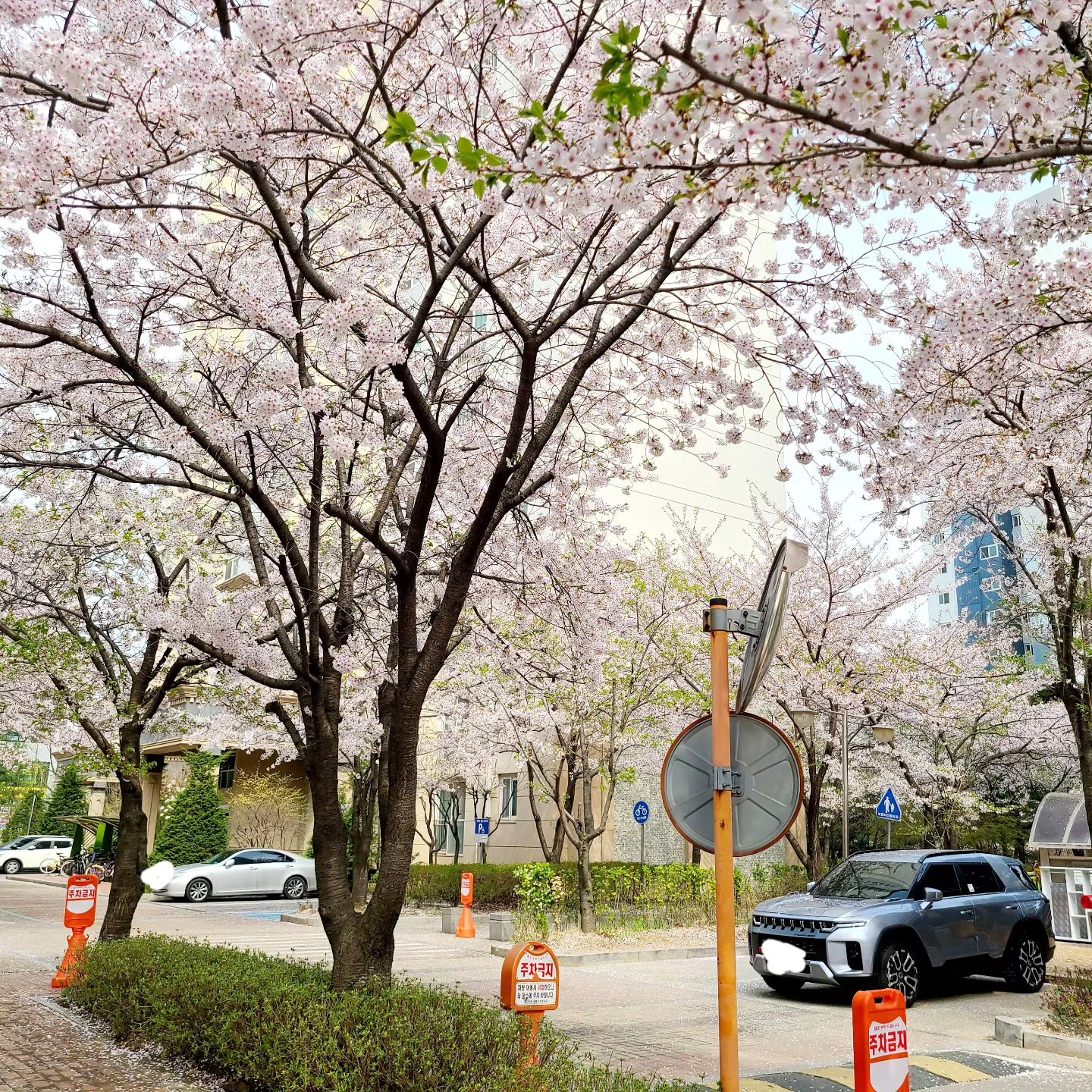 가는 곳마다 꽃길❤
꽃순이라 꽃 피는 봄이가 너모 좋음🌸