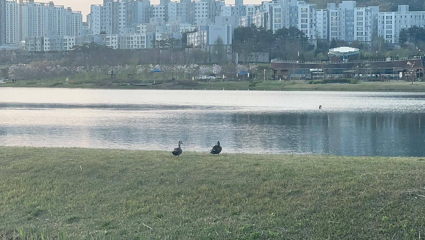 콘텐츠