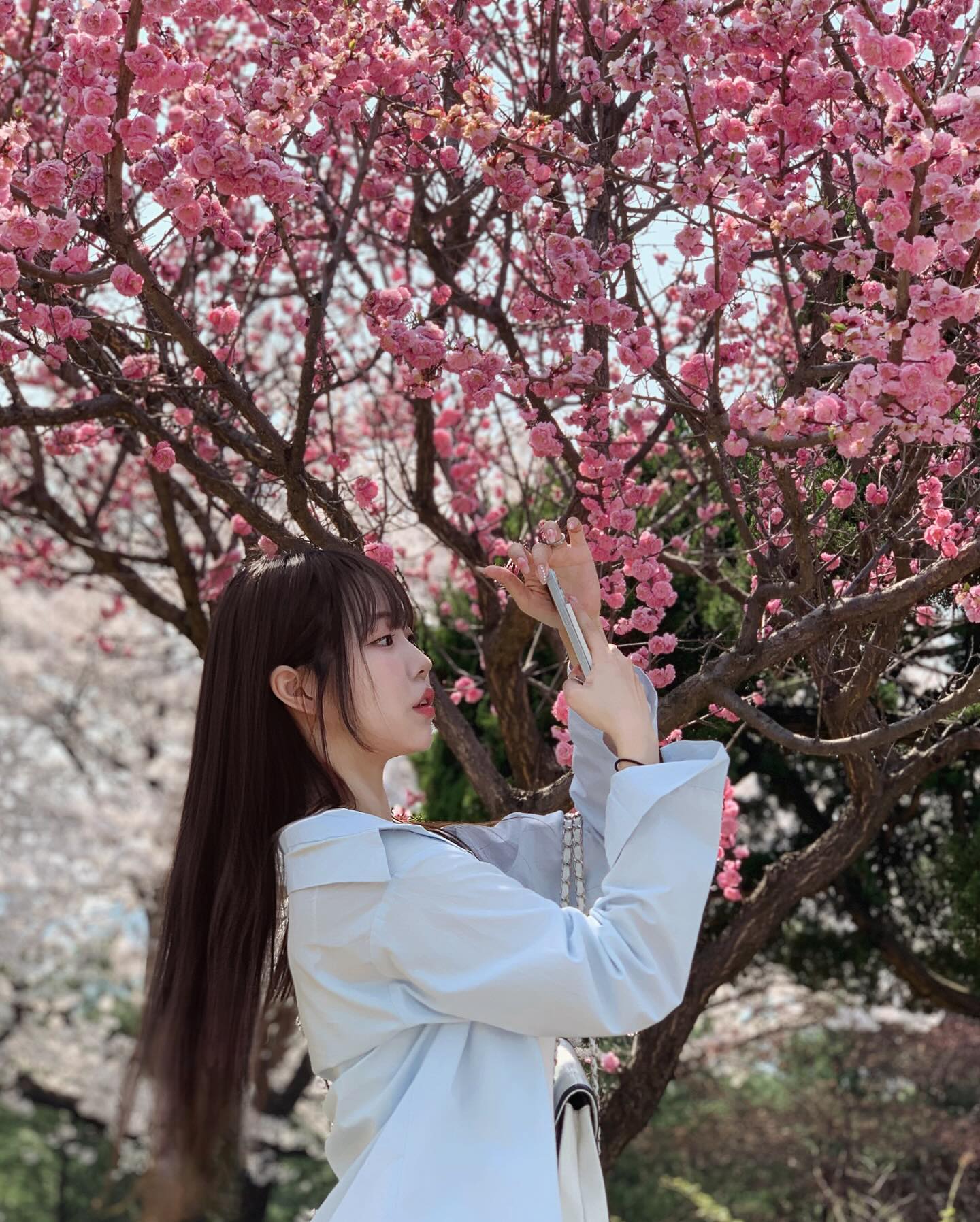 사실 난 겹벚꽃이 더 좋아🤫