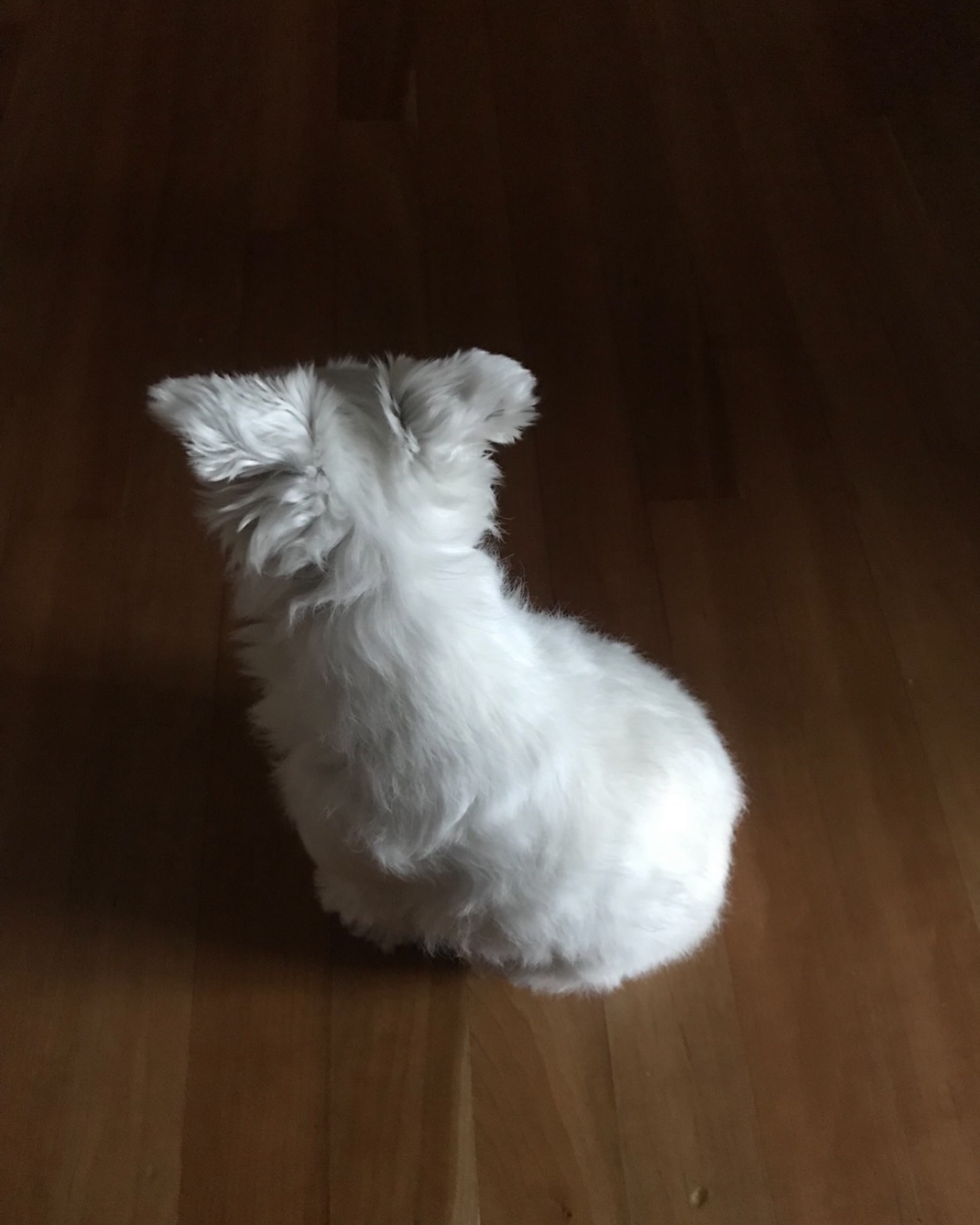 초깜찍 뒤태