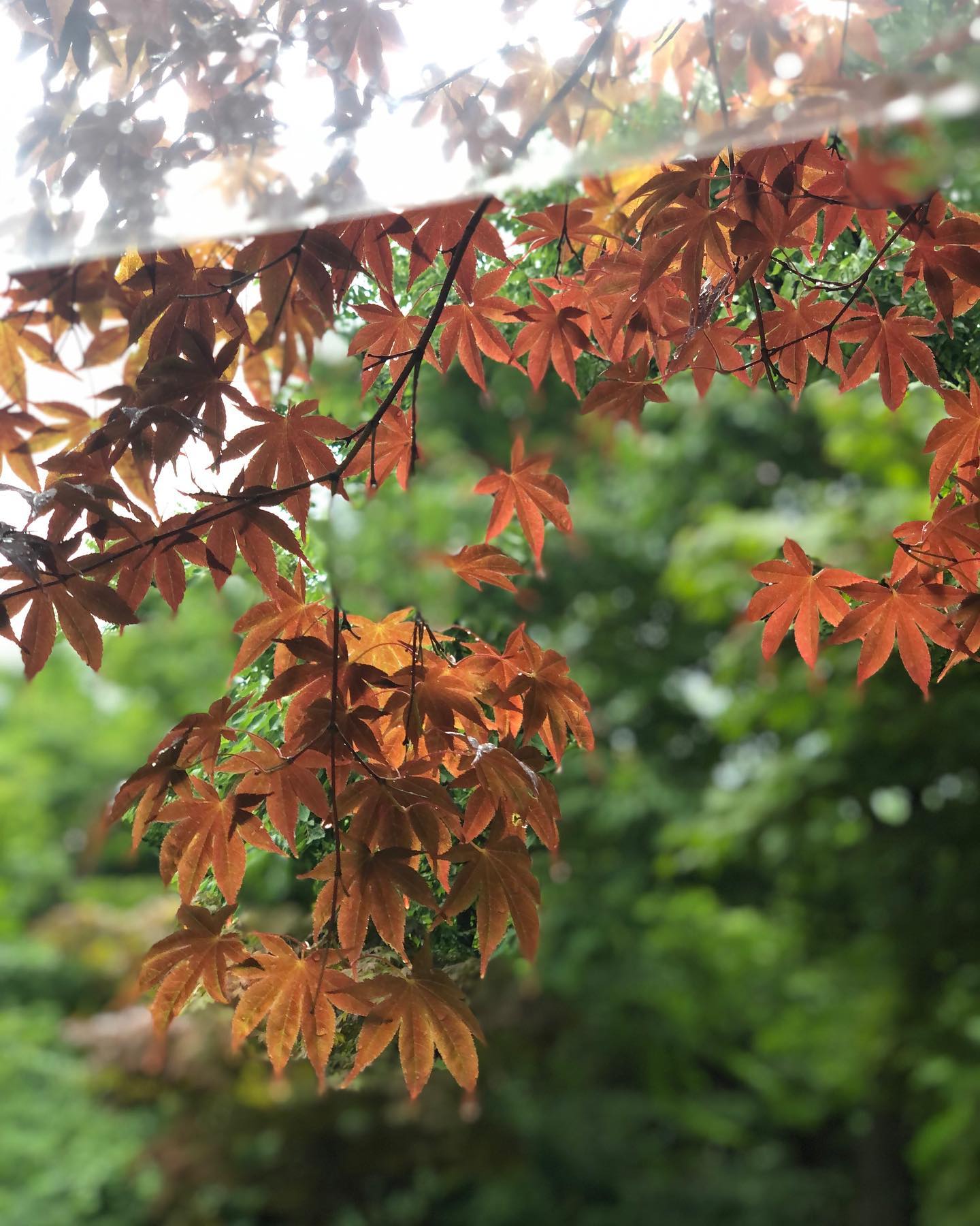 🍁