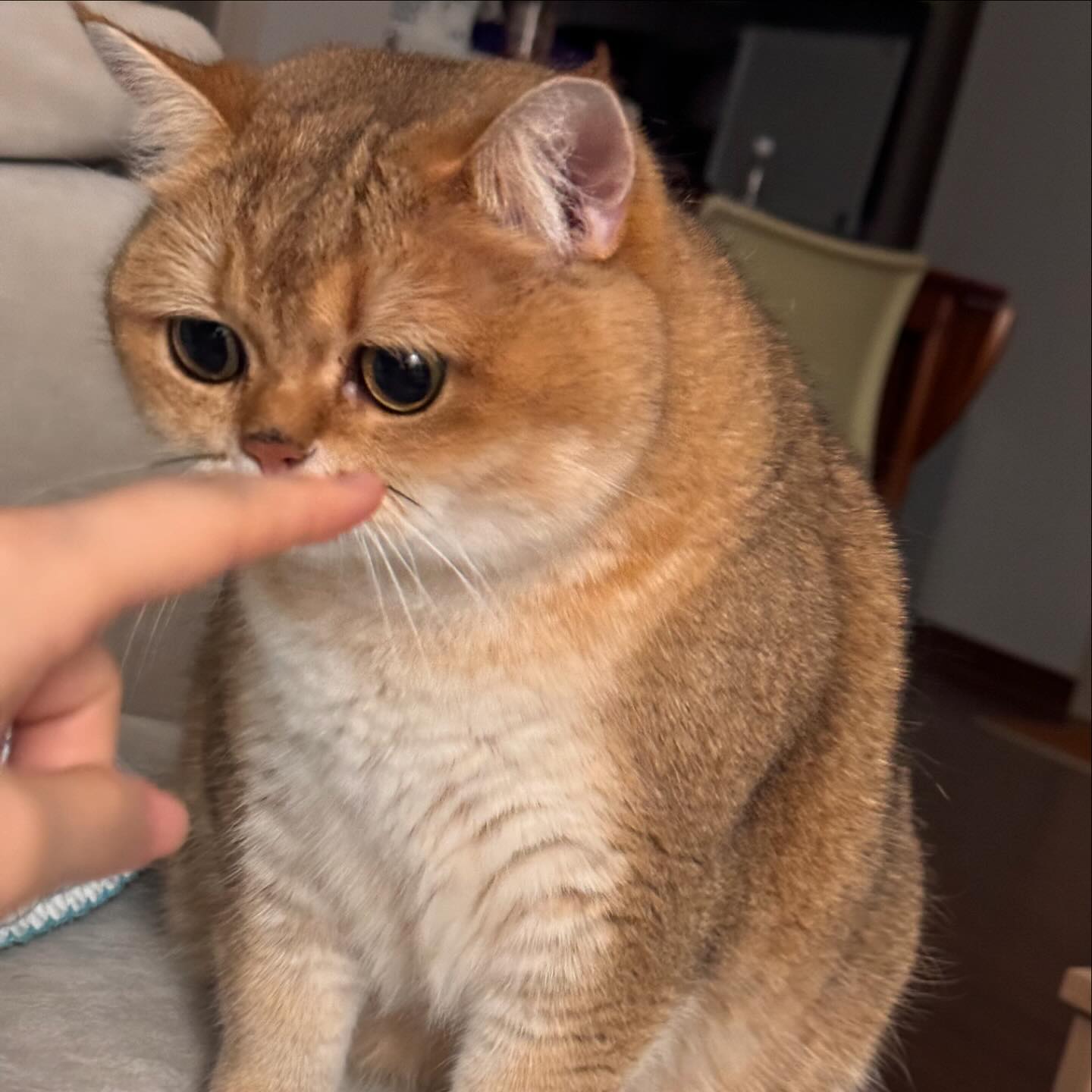 둔둔이 엄마 손냄새 맡아보려구 와써요🫶🏻😭