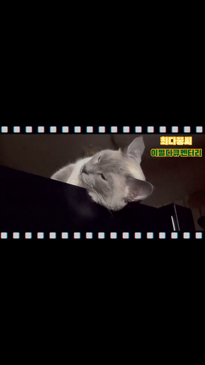 이별 후 힘들어하는 고양이들이 늘어나고 있습니다 ..
최다꿍의 고양이극장

#고양이 #reels #고양이극장 #뉴스 #cat #siamese #샴 #샴고양이 #catstagram #catlover #catlife #집사