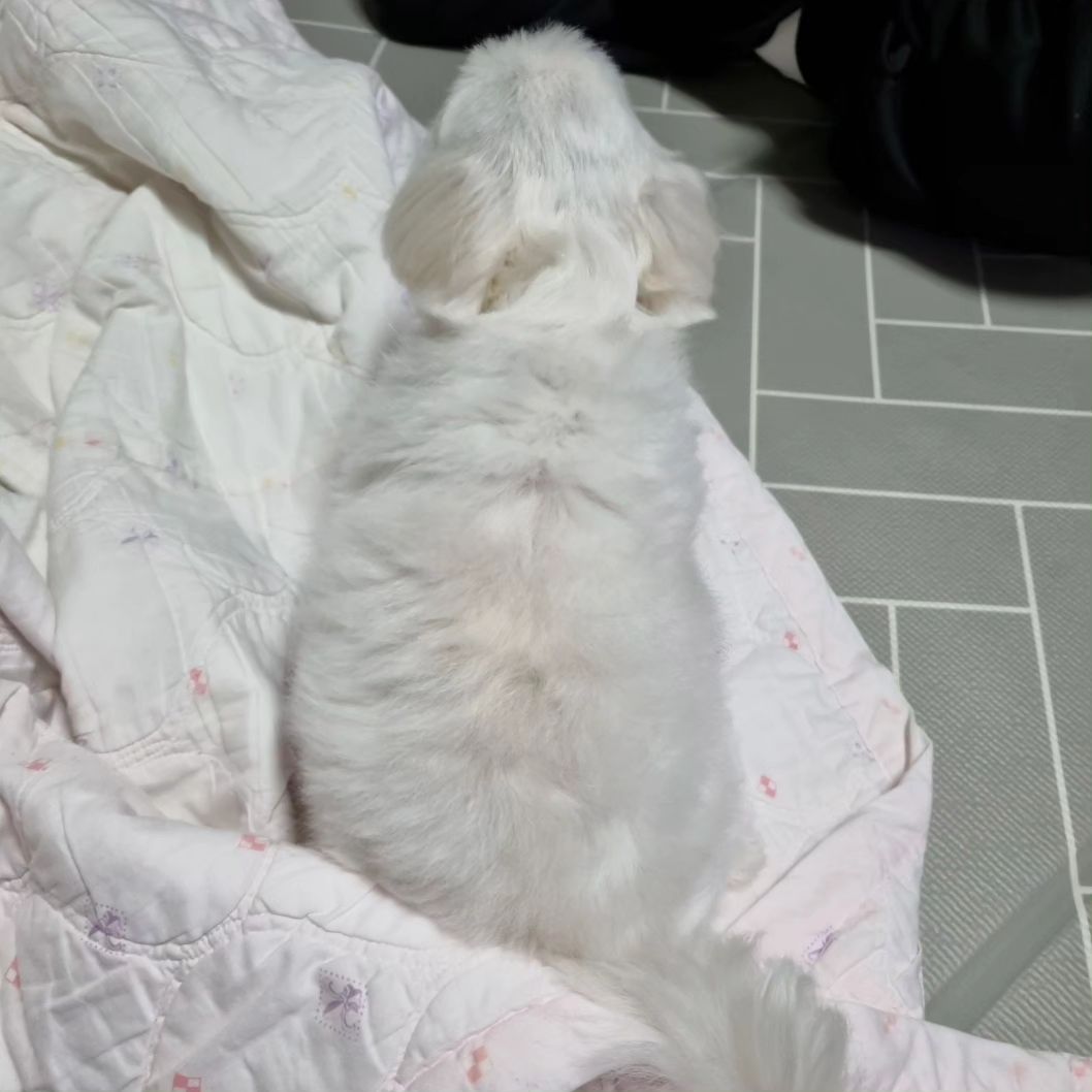 털순이♡

#새해 #나들이 #newyear #party #happy #puppy #maltese #dogstagram #beer #cutedogs