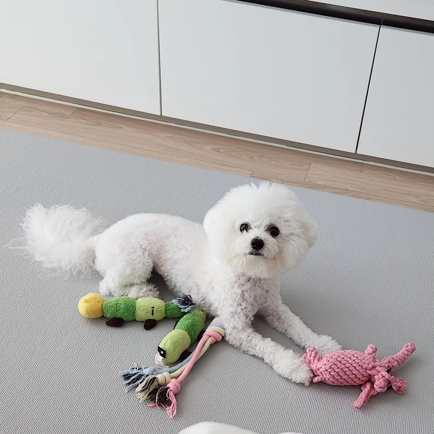 예쁜 우리 인순이🩷
.
.
. 
#사랑스러워#인순이#황인순#비숑#멍스타그램#강아지#여동생강아지#귀여워#미모견#심쿵#좋아요#일상#맞팔#선팔#소통
