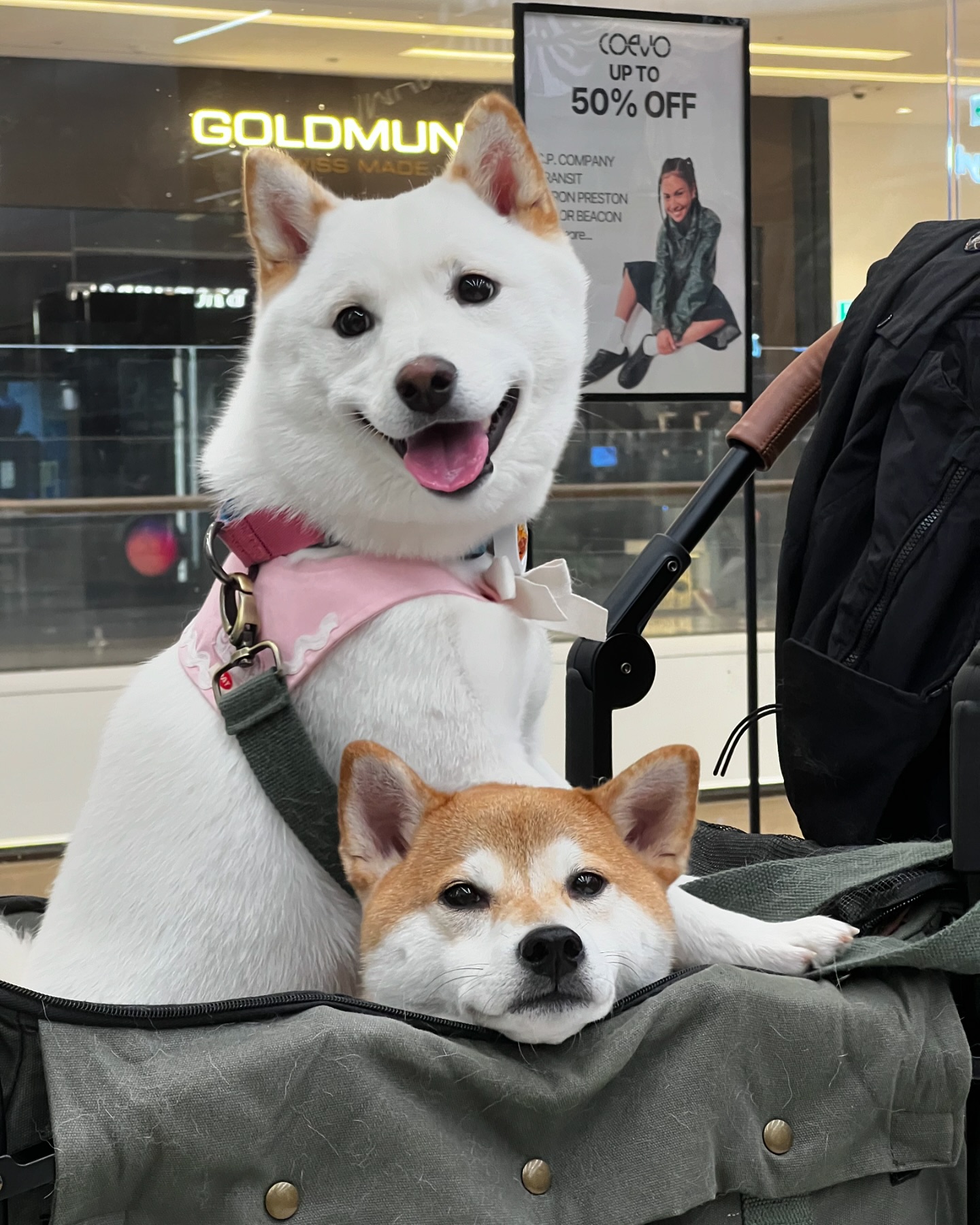 헤헤강쥐랑 피곤강쥐🐶