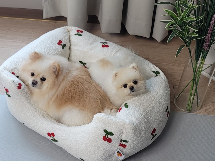 폭신한 가티가티 체리 강아지방석 고양이쿠션