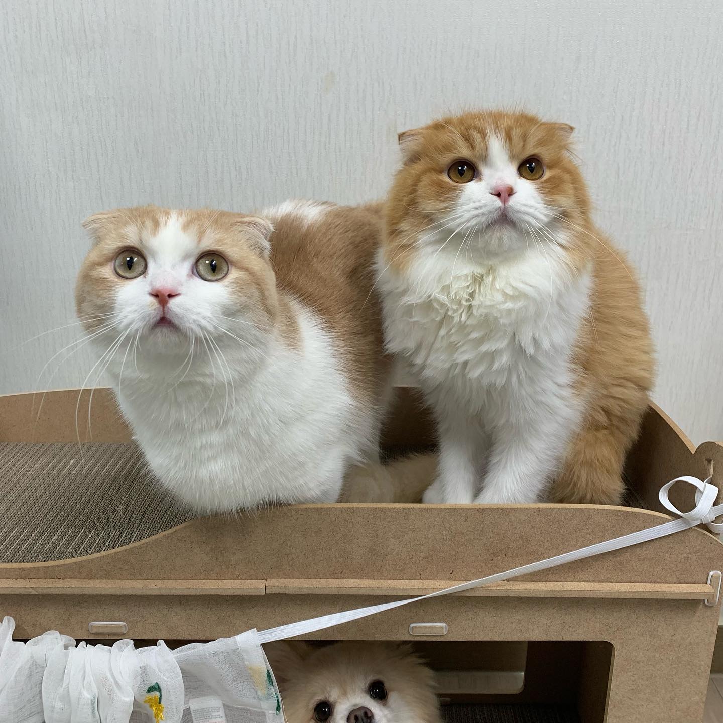 #체험단 #제품제공

찰스빌리지 홈페이지에 있는
잇펫 고양이 2층 침대 스크래쳐를 체험해봤어요 😊

사용해보니 다묘가정에 진짜 강추드리고 싶은 제품 !!

제품 조립 후 무게가 좀 있어서 조금 놀랐는데
정말 튼튼해서 애들이 우다다하고 장난쳐도 끄떡 없어요

저희 애들 완전 신나가지고
박박 긁고 뛰어 놀고 난리부르스〰️
리필이 가능해서 가성비 갑 (o´・ω-)b

저는 다이소 커텐을 달아줘서 다양하게 활용하게끔
1층을 숨숨집 마냥 사용할 수 있게 해놨어요 !

보리는 자고 일어나거나 퇴근 후
집에 오면 맨날 저기 2층에서 자고 있답니다 ㅎㅎ
편하게 잘 사용하는 모습보니 아주 기분 좋아용 👍
 
 
 
🏷 charles_village
 
 
 
#고양이 #고양이스크래쳐 #고양이2층침대 #고양이스크래쳐추천 #cat #cats #먼치킨 #먼치킨숏레그 #먼치킨킬트 #하이랜드폴드 #스코티쉬폴드 #집사 #맞팔 #선팔 #집사소통 #집사맞팔 #좋반 #좋아요 #좋테 #좋아요반사 #좋아요테러 #좋튀