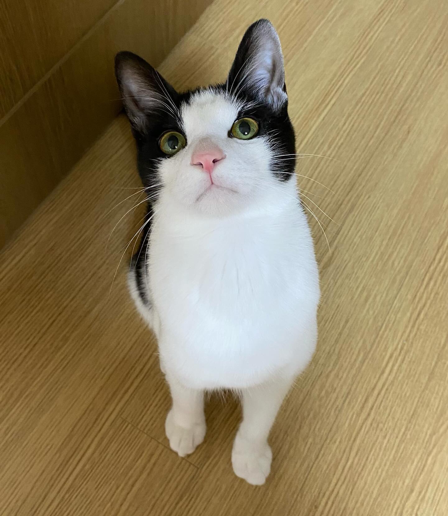 우리집 고양이는 미남고양이 ℒᵒᵛᵉ ᵧₒᵤ .•ᰔᩚ