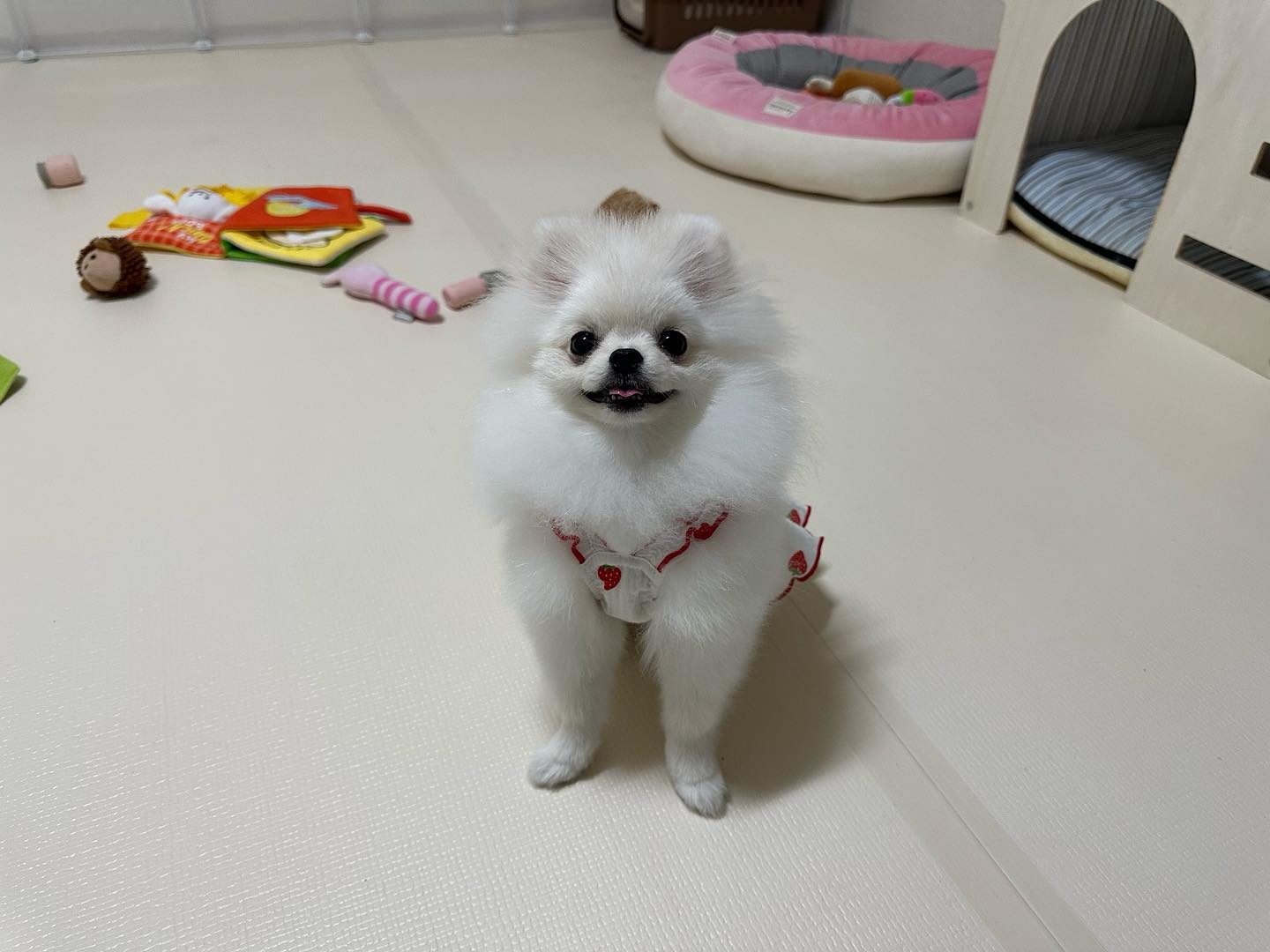 나 꼬까옷 샀따 어때 ☺️?❤️❤️

#멍스타그램 #멍팔맞팔 #멍멍이 #강아지일상 #강아지 #puppy
#댕댕이 #댕댕이그램 #댕댕이 #새끼강아지 #포메라니안 #포메
#포메라니안그램 #견스타그램 #멍스타그램 #팔로우 #cutepuppy
#귀여운강아지 #아기강아지 #멍멍이맞팔 #댕댕이 #댕팔 #좋아요