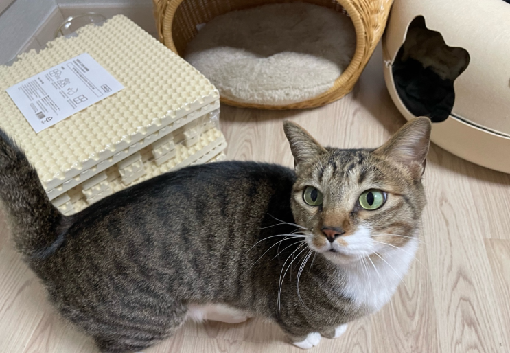 고양이 모래 사막화 때문에 고민이라면? 헨로포우 확장형 모래매트로 고민 끝!