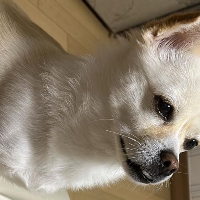 띠우롱🧸 on Instagram: "방 침대가 높은편이라 우롱이의 슬개골을 지켜주기 위한 강아지 계단은 필수! 🐶방수& 논슬립 원단이기때문에 잘 미끄러지지않고, 털이나 먼지가 잘 붙지않아서 관리