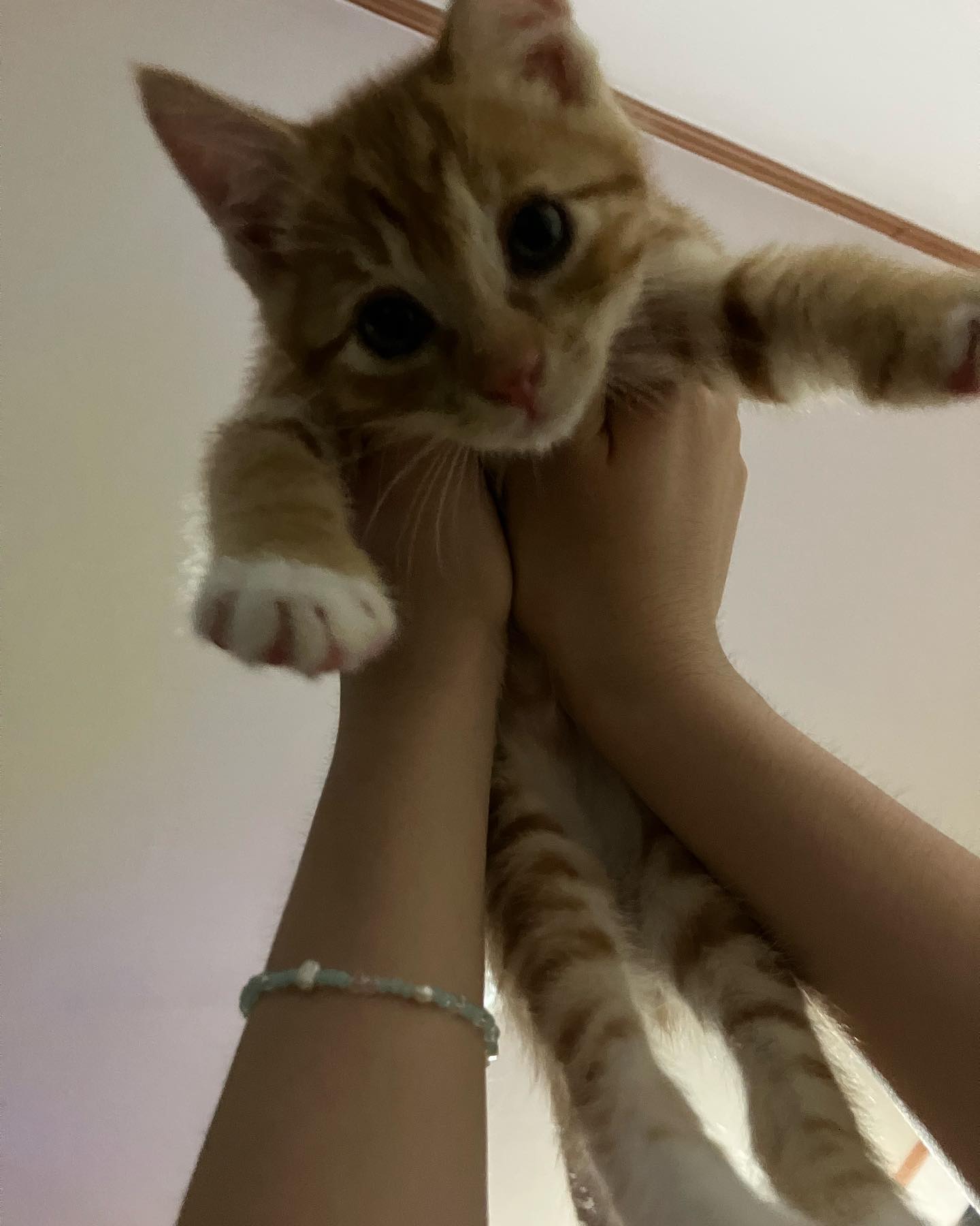 고양이 키우기 희망편