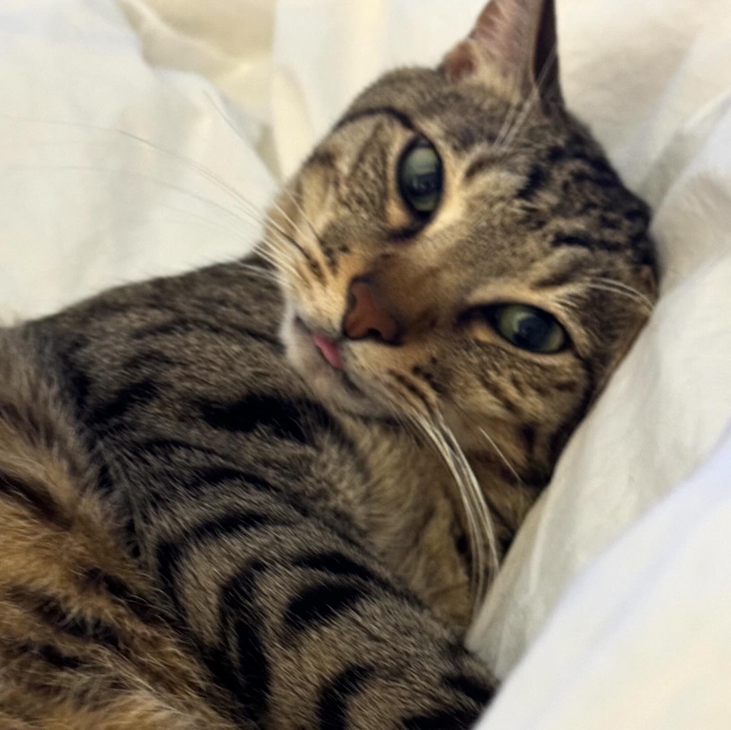 내 새꾸 모음😻😽🐈
