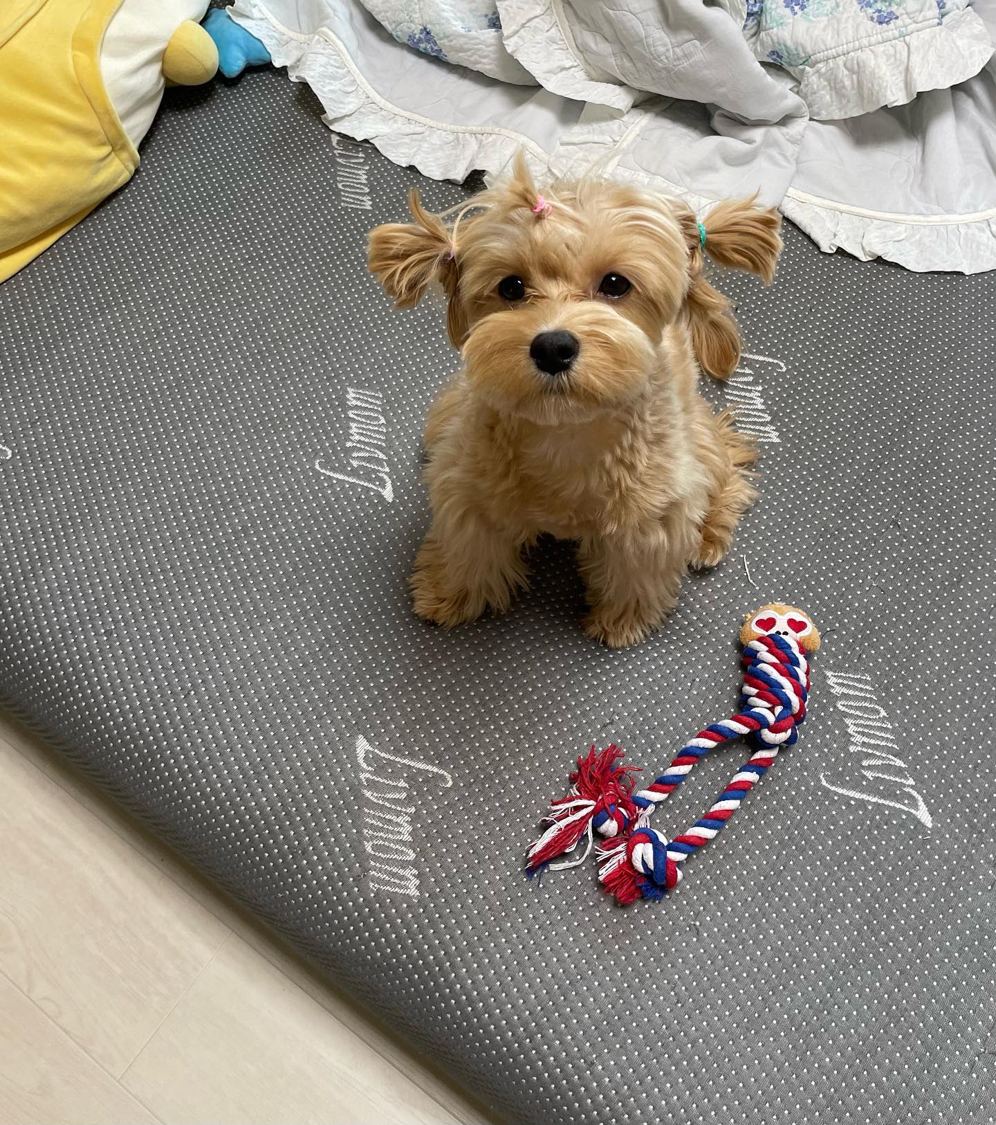 강쥐들 근황 🐶💚💜

보리 삐삐 / 여름이 삐삐 / 품안에 여름이 / 품안에 보리 

#말티푸 #말티푸보리 #9개월차 #5개월차 #견생일기