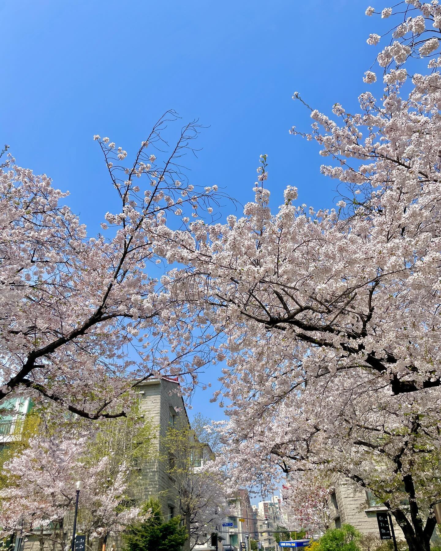 봄이니까 피드에 벚꽃뿌리기 🌸