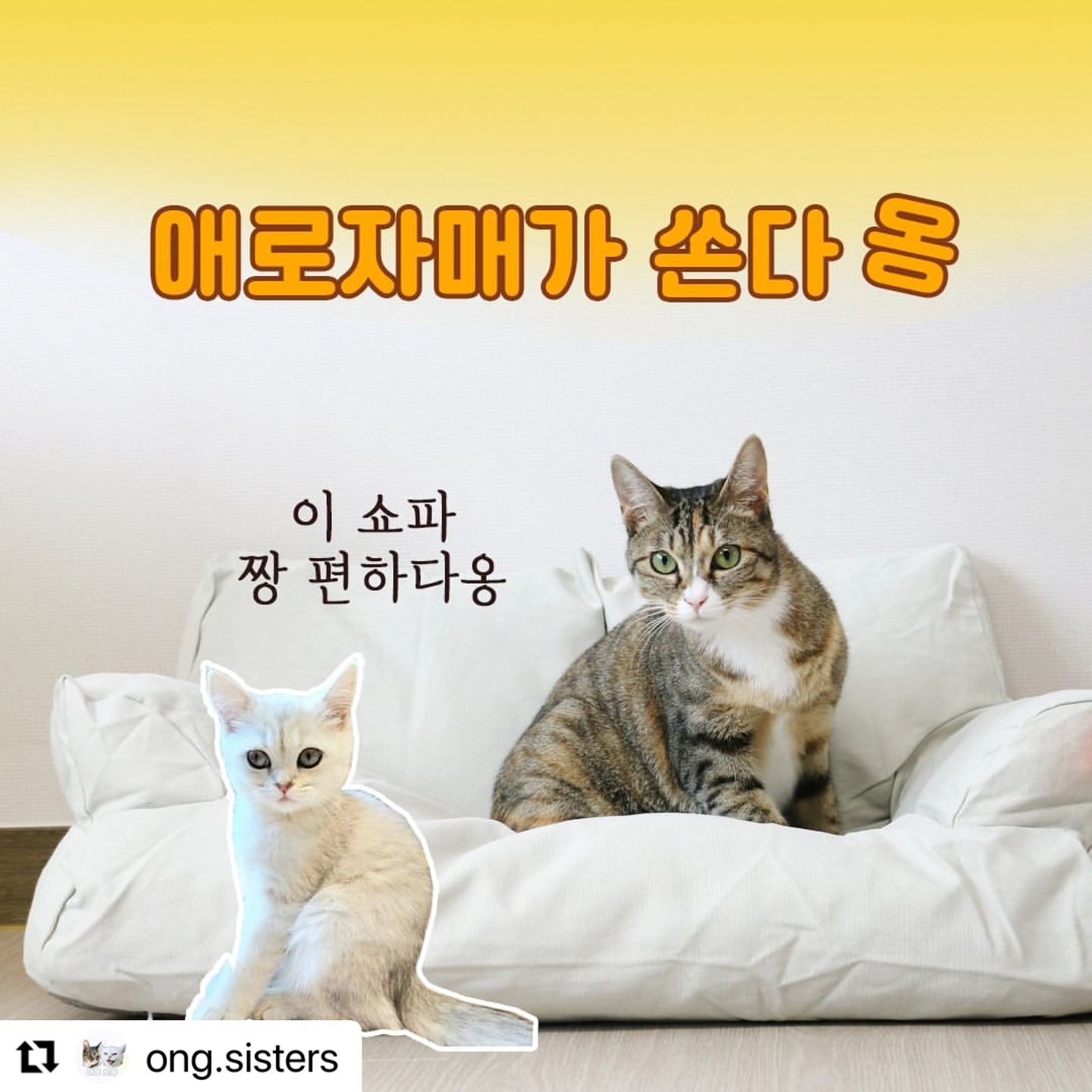 #Repost ong.sisters with use.repost
・・・
🎉애로네 두번째 이벤투🎉

이벤투를 왜 하냐고요? 이유없어요!
오늘따라 로옹이가 쇼파에 앉아 있는게 너무 편안해 보여서 팅구들한테도 선물해 주고 싶어서 그래서 그냥 하는거예요😍

우리 애로자매 귀엽고, 사랑스럽다고 해주시는 임오, 삼뚠, 팅구들 너무너무 고맙습니다 
앞으로도 우리 애로자매 예쁘게 봐주세요💋

✨참여방법✨
1.애로자매 ong.sisters 팔로우 & 게시글 하트 꾸욱 ❤️
2.이벤트 스토리 & 게시물 리그램 (태그 꼭 해주세욤) 
3.함께하고싶은 팅구 태그하고 댓글 남겨주세욤 ❤️
(비공개계정은 제외됩니다)

✨참여기간✨
6월 4일(화) ~ 6월 17일 23시59(월)

✨당첨자발표✨
6월 19일(수)

✨선물✨
🎁패브릭 냥이 쇼파 블랙&화이트 1개
🎁패브릭 냥이 쇼파 아이보리 1개

더 많은 친구들한테 선물해주고 싶은데 많이 준비하지 못해서 미앙미앙😹

애로자매 : 집사야, 또 다른 이벤트로 더 많은 팅구들한테 선물할 수 있도록 집사야 힘내거라! 힘힘!

이번에도 애로가 종이뽑기로 진행할 예정인데 더 좋은 방법이 있으면 댓글로 남겨주세요! 

그럼 팅구들 많은 참여 부탁해😍

#애로자매 #로옹 #애옹 #브숏 #코숏 #이벤트 #고양이쇼파 #고양이쇼파이벤트 #고양이쇼파나눔 #귀여운고양이 #인스타이벤트 #나눔이벤트