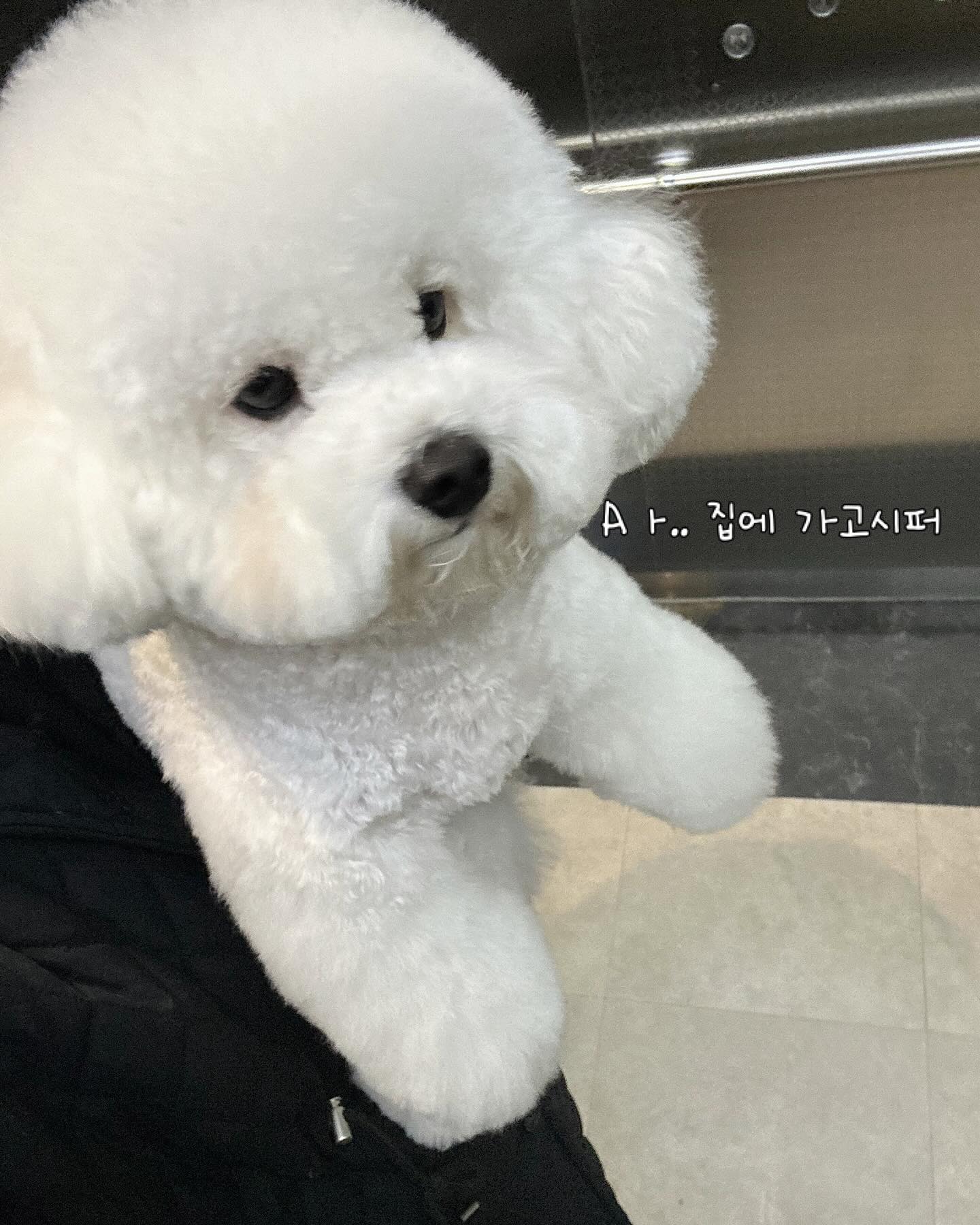 추워서… 눈사람 될 거 가타요..⛄️
#털있어도 #추워요 #강아지도춥다고!!!!!!!! #견성파탄