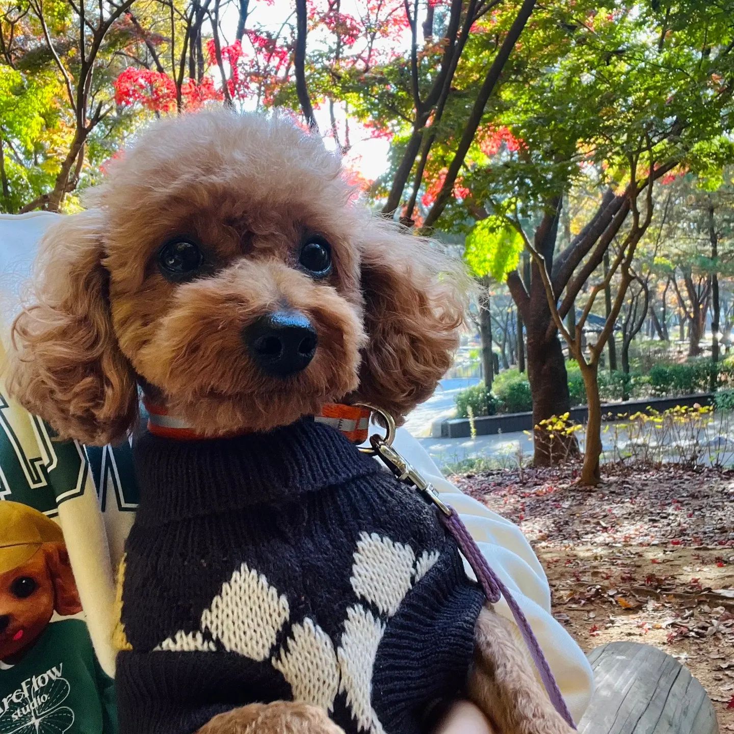 호두 넘 예뻐하는 언니네 주말에 다녀오더니 미용도하고 산책도 윈없이 하고 이리 예뻐져서 왔네
늘 못놀아줘서 미안했는데 다녀오면 거의 넉다운되서 온다

사람도 강아지도 돈들이고 가꿔야한다
그리고 가장 중요한 것
사랑을 듬뿍 받아야한다

가을여인 가을강아지 
가을 즐기고 있는중인 호두

#푸들스타그램 
#푸들산책중 
#초코푸들