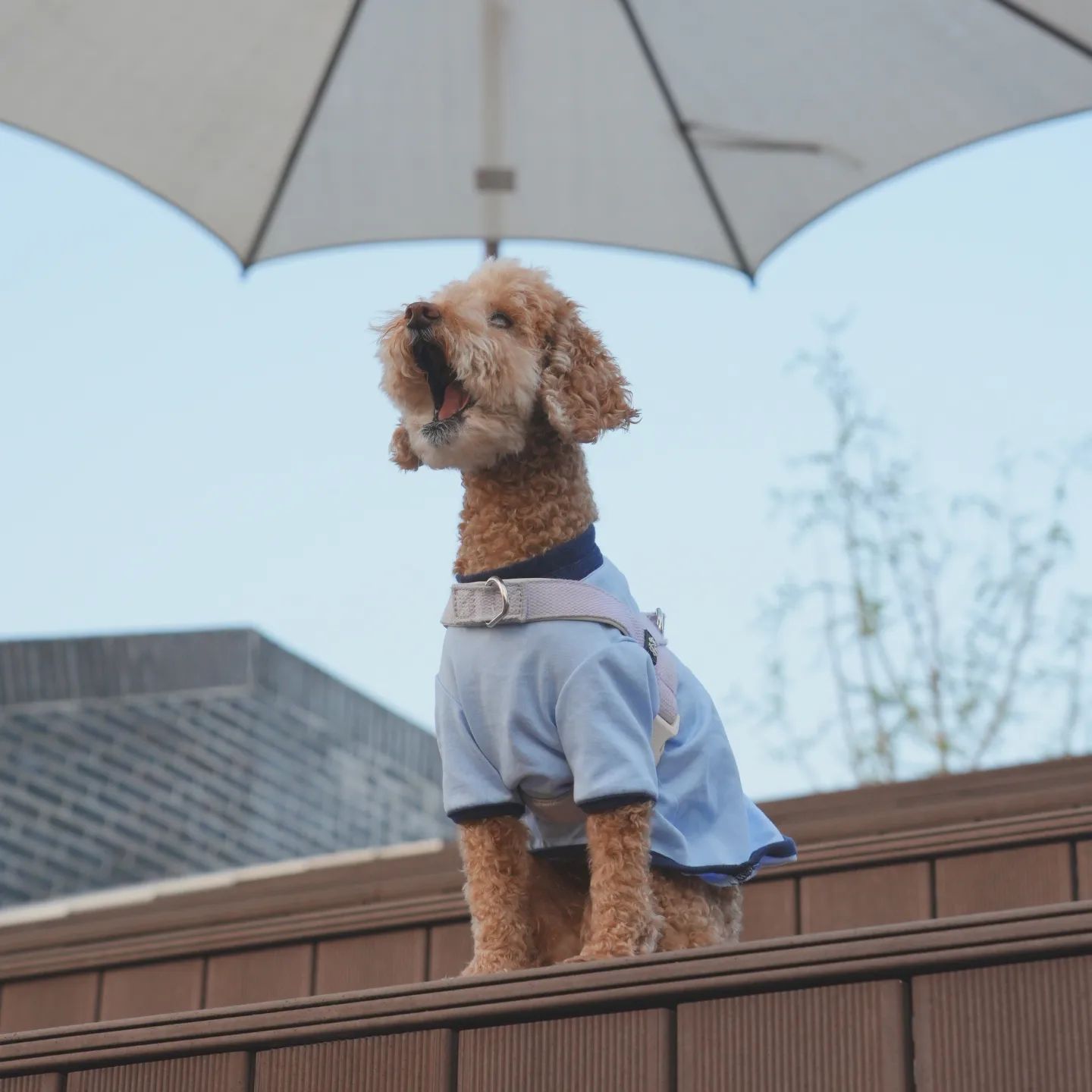 귀여워죽겠네 할머니 위풍당당이다개🐕🐕