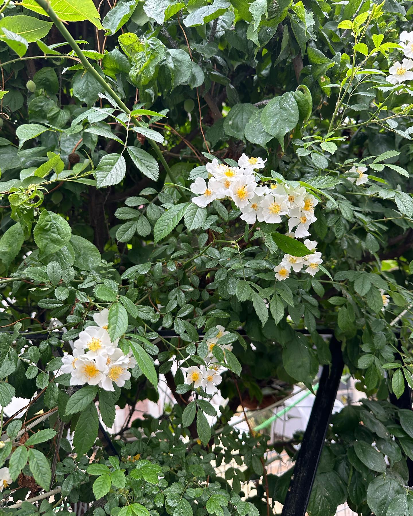#굿모닝 #대구 #햇살 #찔레꽃 3년만에핀꽃 #집 사실어젯밤에 발견 #꽃 너쫌이쁘구낭? ㅋㅋ 올해 잘지내보자 #집지키기 #찔레