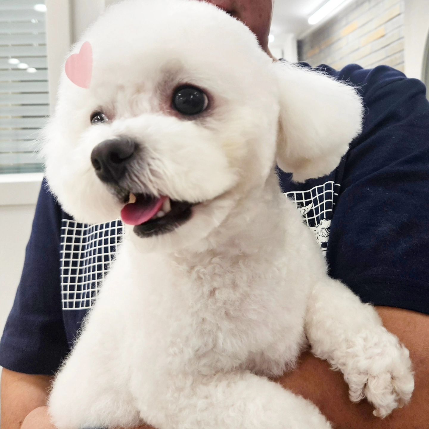 #역시머리빨 #꾸며야예쁨
