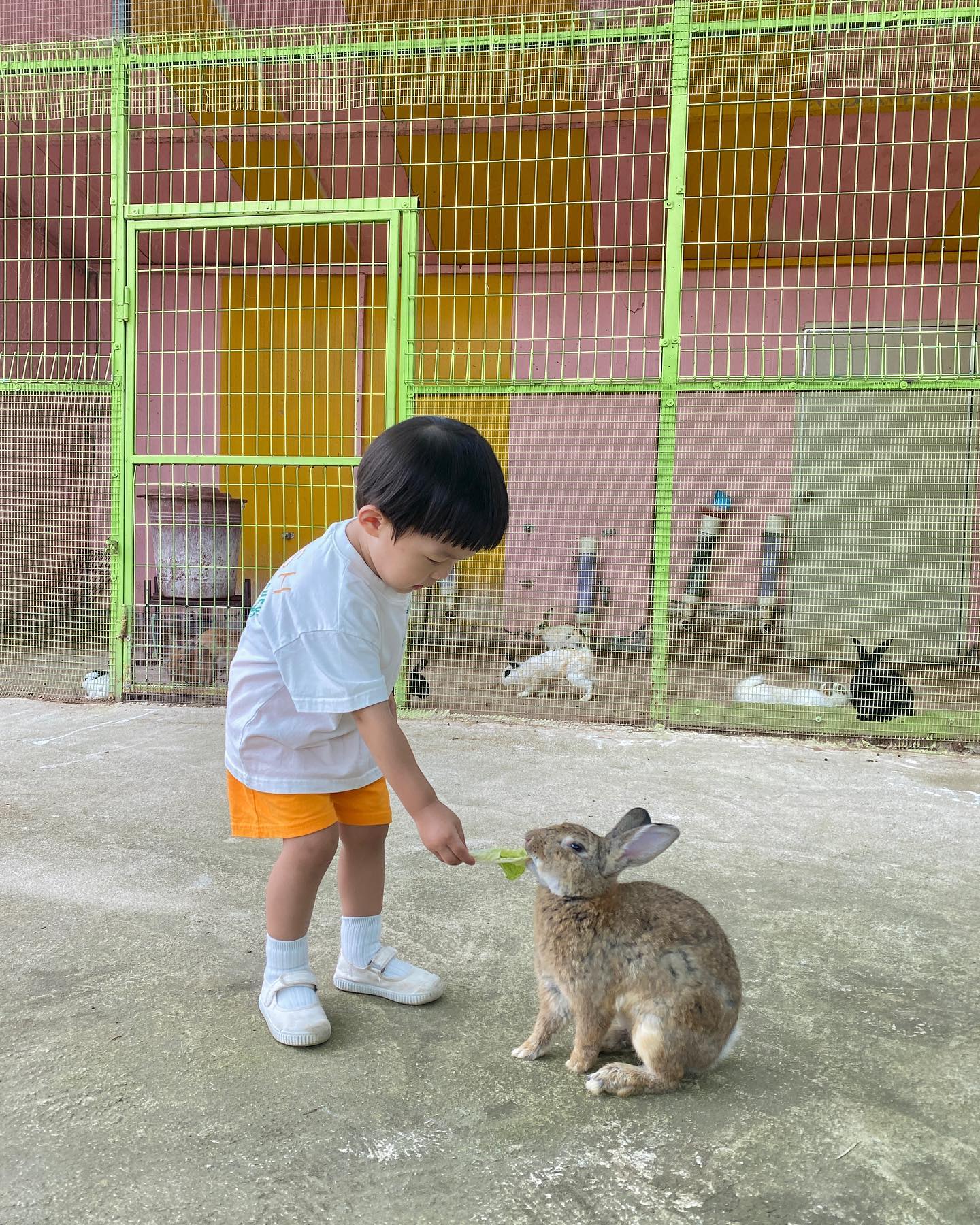 강아지크기만한 토끼🐰
타조는 무서워요...

#동물먹이주기 #파주아이와가볼만한곳 #우농타조농장