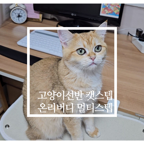 고양이선반 캣스텝 캣워커 온리버디 멀티스텝