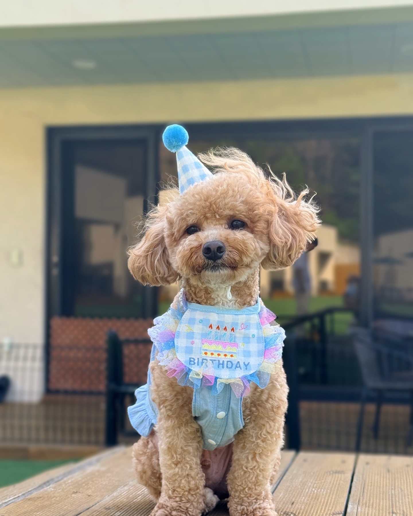 뇽안 칭구들🧡 오랜만에 구찌가 와써!!!!🐾

이틀전이 생일🎂이였어가지고 엄마아빠랑 2박3일동안 놀다온거있지?!

요즘 엄마아빠 둘 다 근무지가 변경되서 힘들어하던뎅💧

오랜만에 셋이 신나게 놀고와서 기분이 너무 좋아!!!💕

사진 엄청 많이 찍었눈뎅 곧 정리해서 올려주신뎅 헤헤😊

우리 엄마 많이 정신회복 되고있으니까 칭구들 좀만 기다려됴❤️

원래처럼 매일은 아니더라두 이제 슬슬 자주 놀러올꺼래!!!!