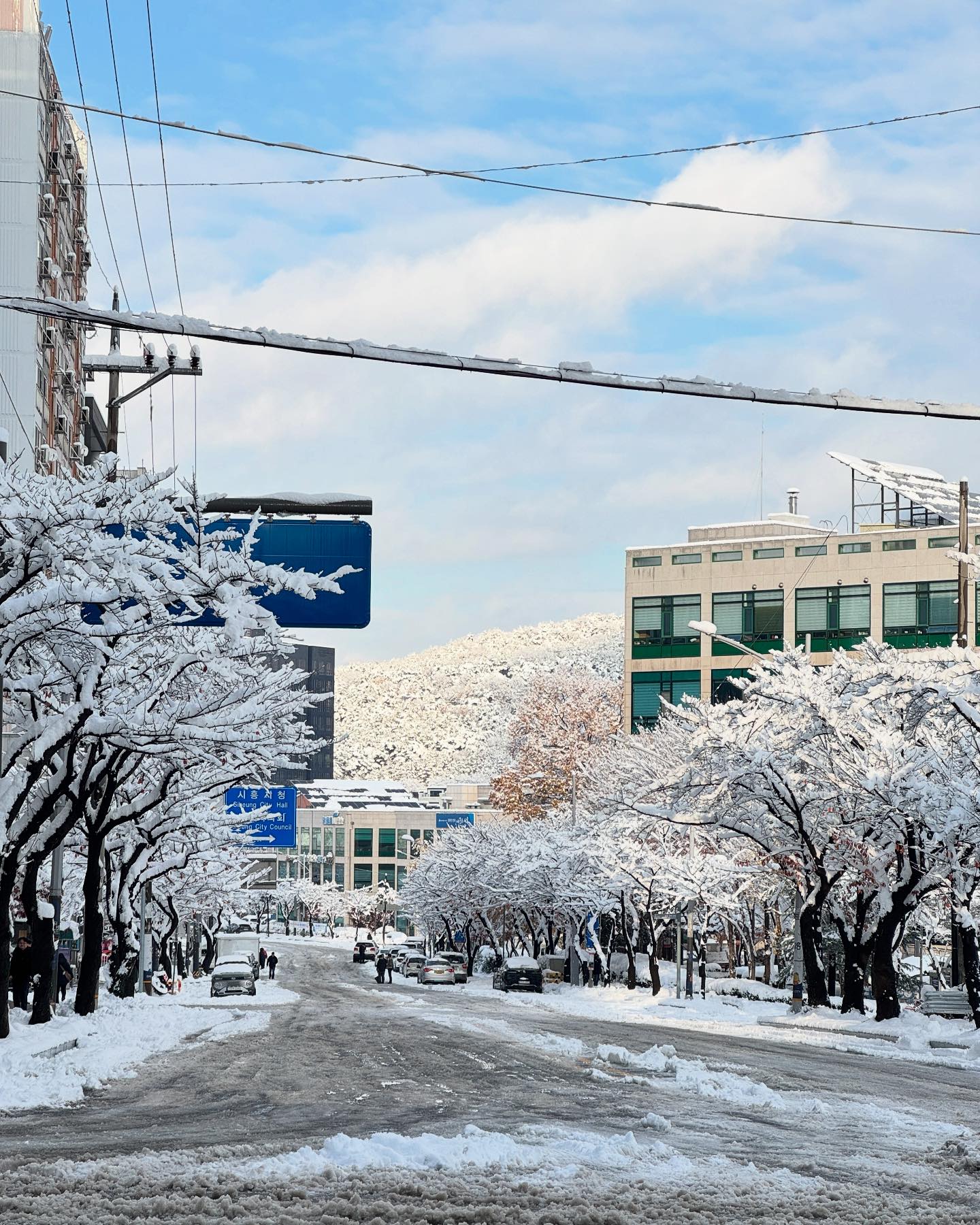 겨울시흥
봄시흥
자연의 아름다움
같은장소 다른듯 같은느낌
#봄
#벛꽃 
#겨울
#눈꽃