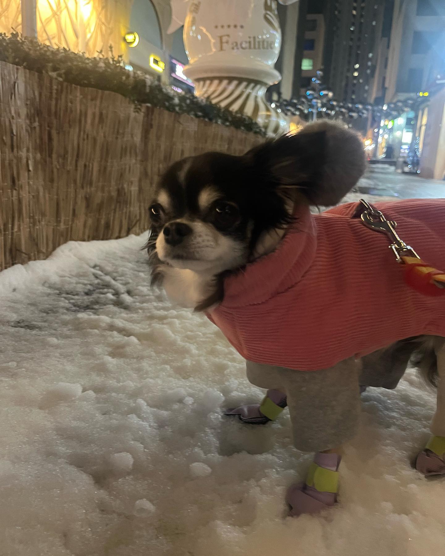 #광고 눈 많이 오는 날 다들 산책 잘했닝
커피는 새 신발 신구 산책 다녀왔다규 

2.85키로 인 장모치와와 커피는 소형으로 착용해봤는데 커피가 소형견인데 스트랩으로 꽉 잡아줘서 벗겨지지 않규 잘걸어다닐 수 있었다구 

발등의 부직포원단이 통풍이 잘되는 원단이여서 강아지 체온조절도 잘 되구
바닥면의 검은원단은 TPU원단으로 날카로운 물질에도 잘 찢어지거나 오랜시간 걸어도 해지지않았어! 방수가 잘 되서 눈오는날 딱 좋더라구 

색상도 다양해서 패피 강아지들에게 추천해!! 후후 

 #와우한빛 #강아지신발 #강아지1회용신발 #강아지용품 #강아지산책용품 #강아지양말 #애견용품 #강아지용품추천 #강아지산책용품추천 #치와와산책 #치와와