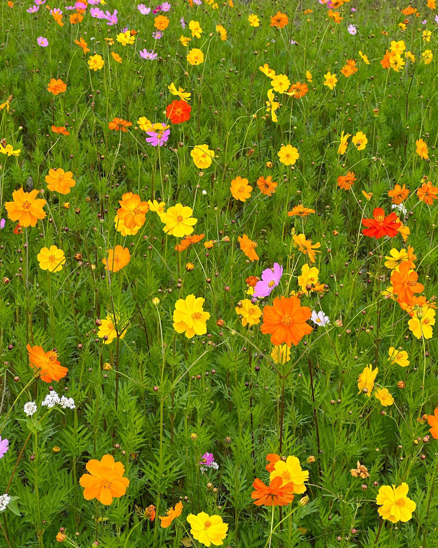 코쓱머쓱 💐 ٩(´▽`)۶ 💐