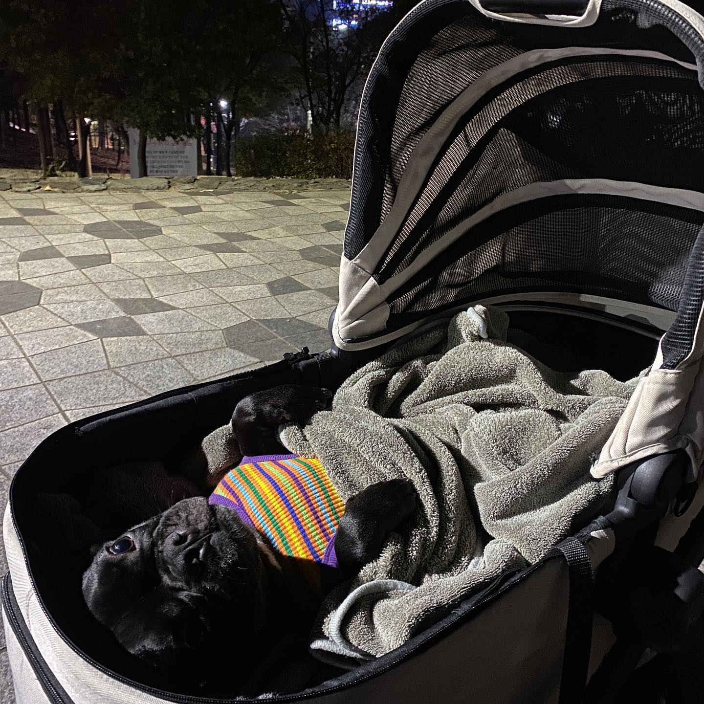 이래서 내가 널 좋아해ㅋㅋ 사람인지 강아지인지ㅎ 맥이 시점🤍